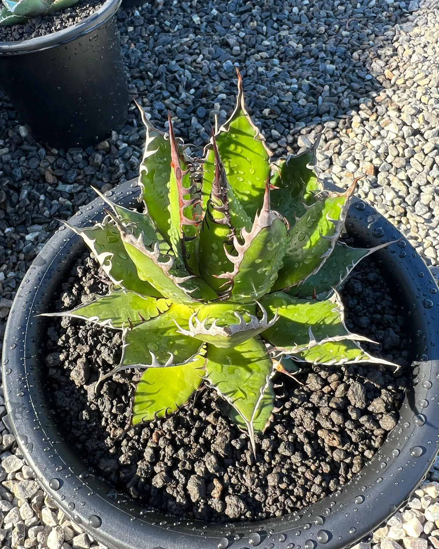 今週も少なめですが入荷しております。