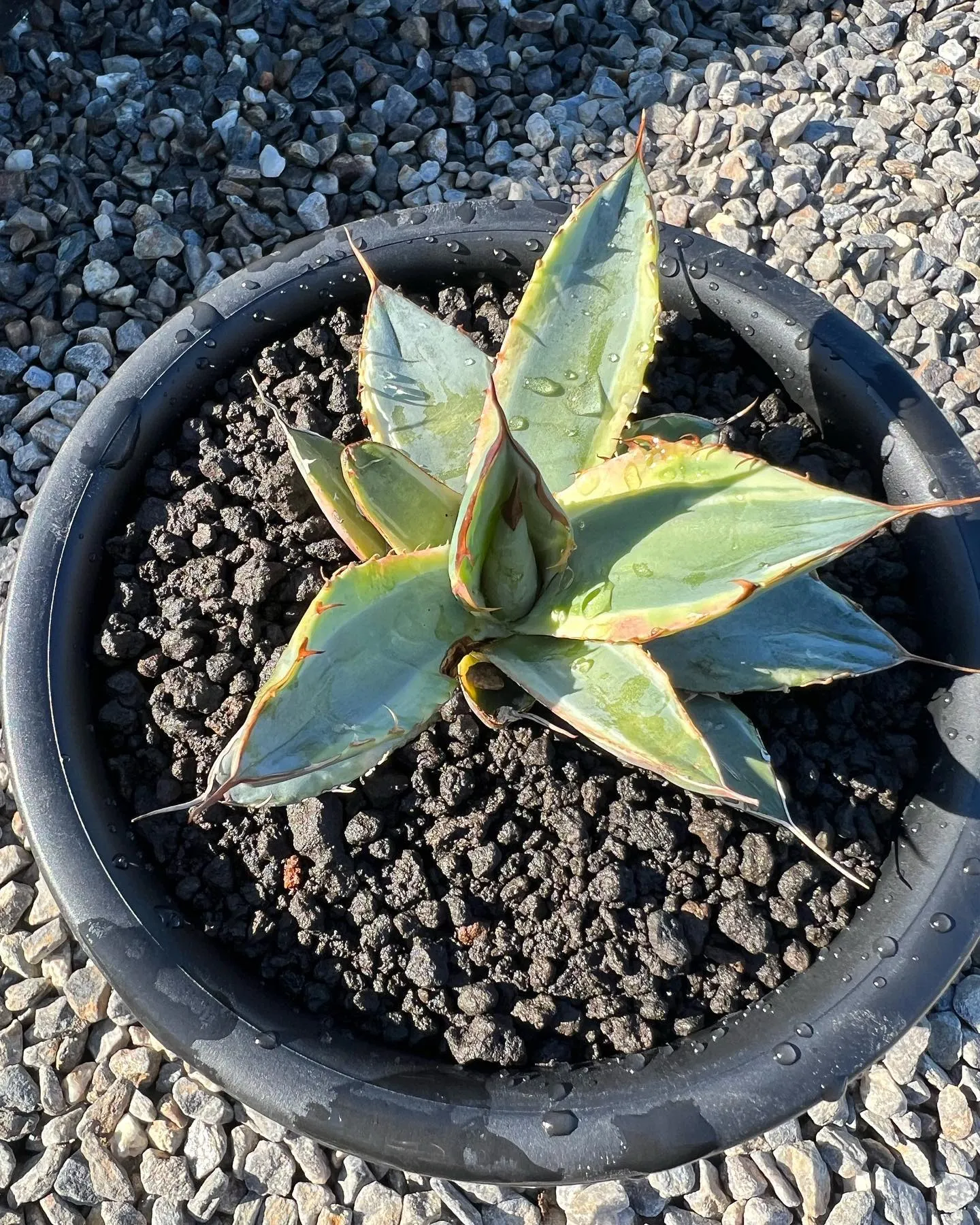 今週も少なめですが入荷しております。