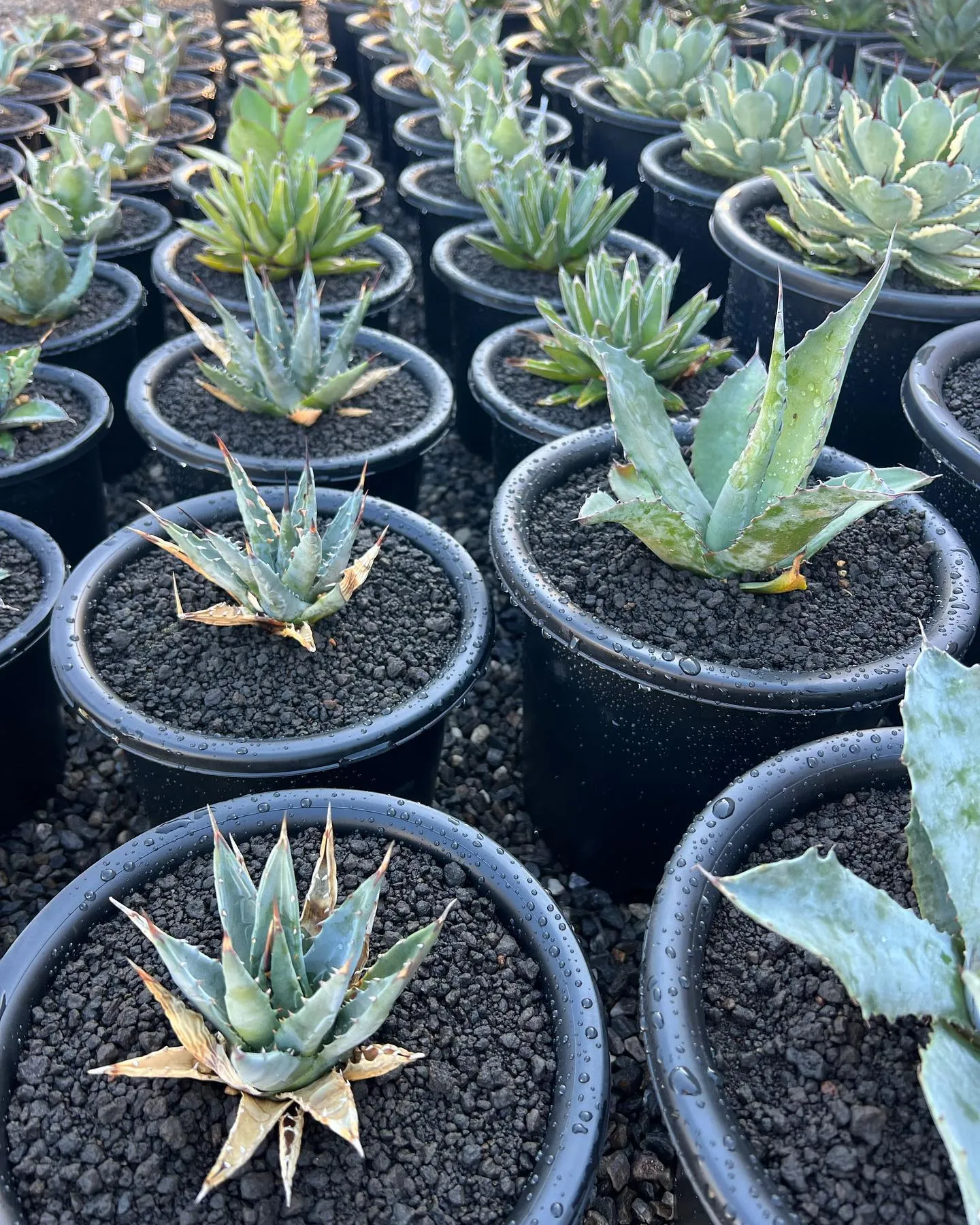 今週も少なめですが入荷しております。