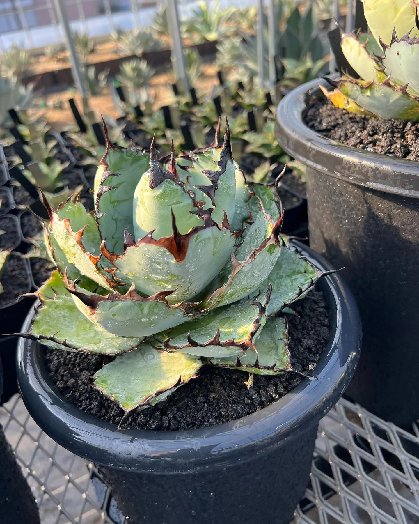 今日は中々に寒いですね。