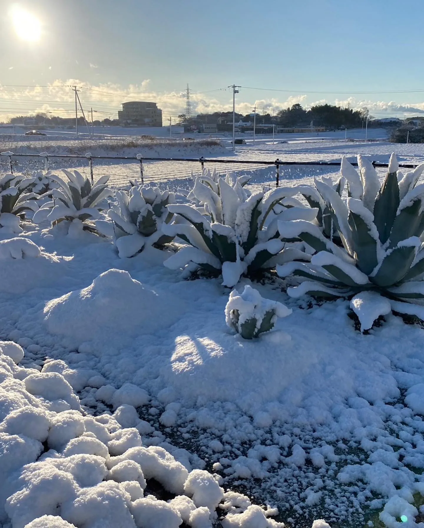 こんなに降ったの何年振りかなっていうぐらい雪が降りましたが、...