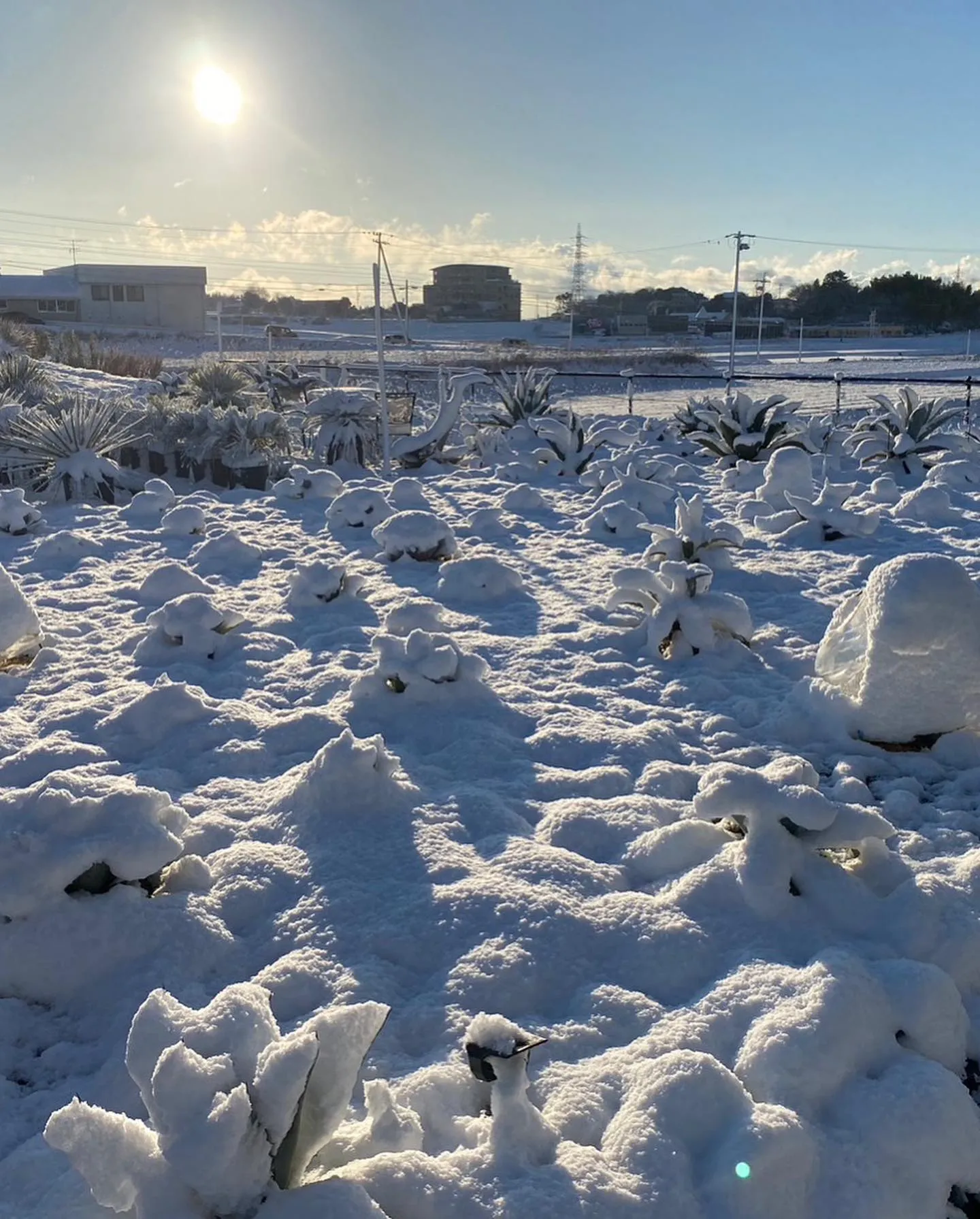 こんなに降ったの何年振りかなっていうぐらい雪が降りましたが、...