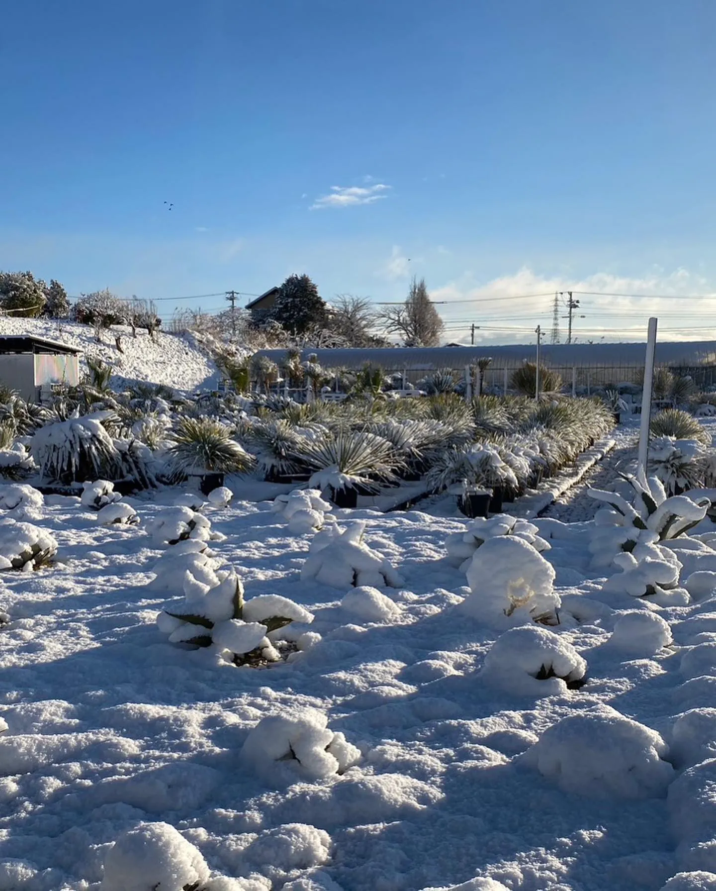 こんなに降ったの何年振りかなっていうぐらい雪が降りましたが、...
