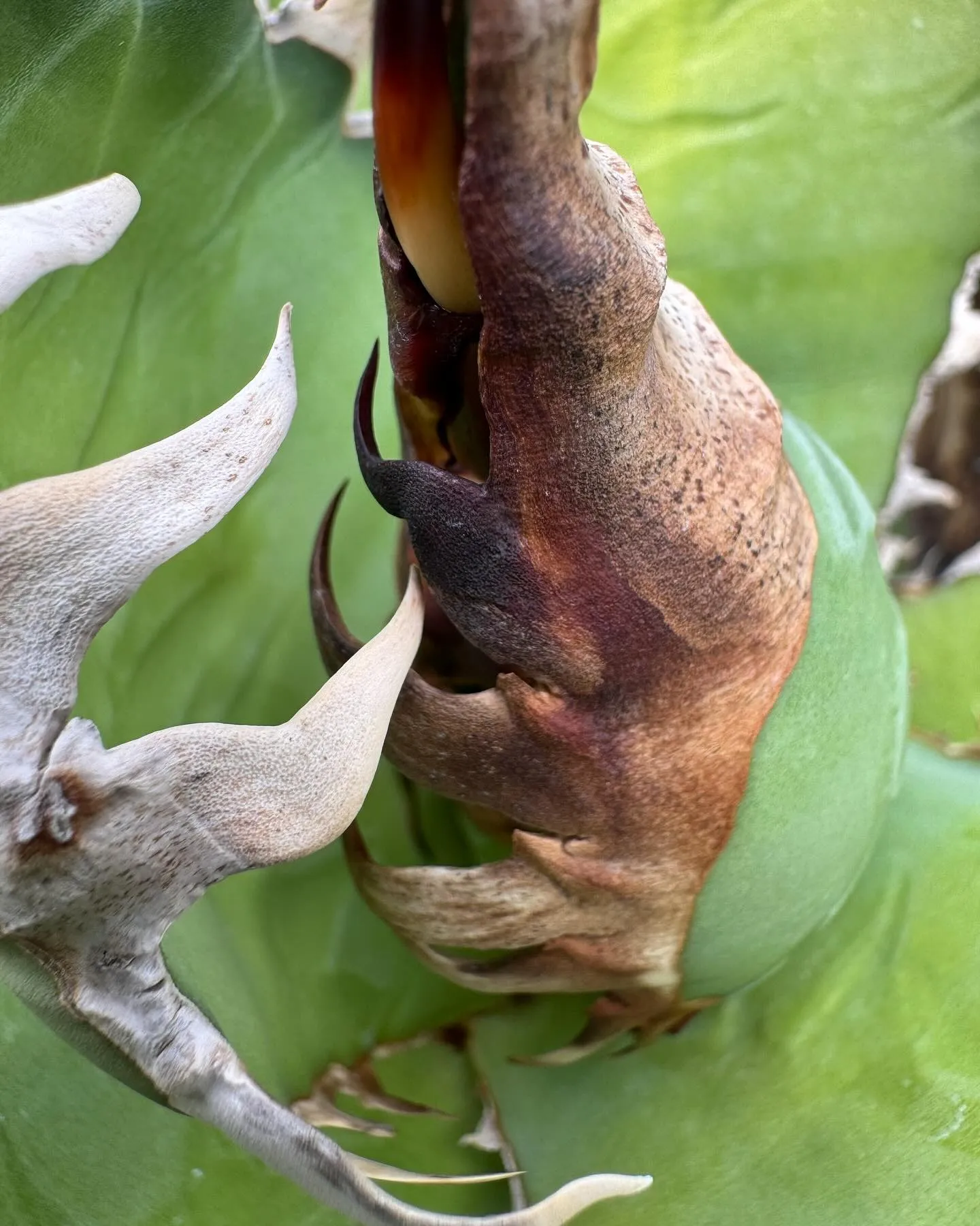 アップで取ると普段中々見ない棘の細部まで観察できて面白いです...