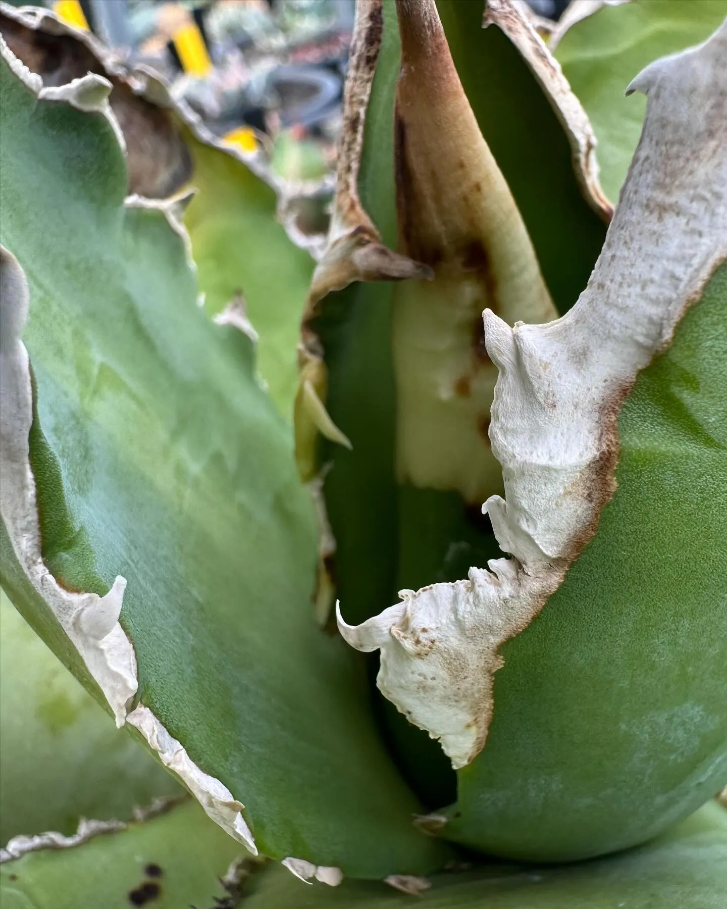 アップで取ると普段中々見ない棘の細部まで観察できて面白いです...