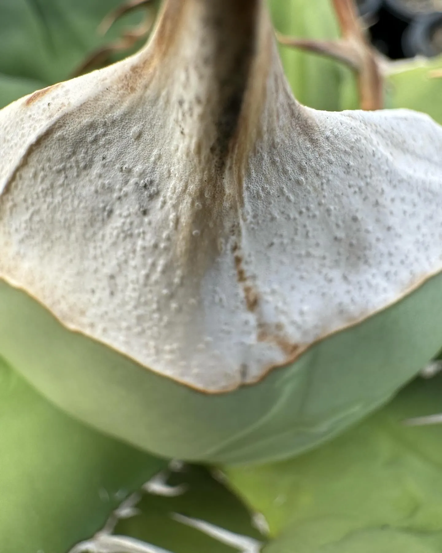 アップで取ると普段中々見ない棘の細部まで観察できて面白いです...