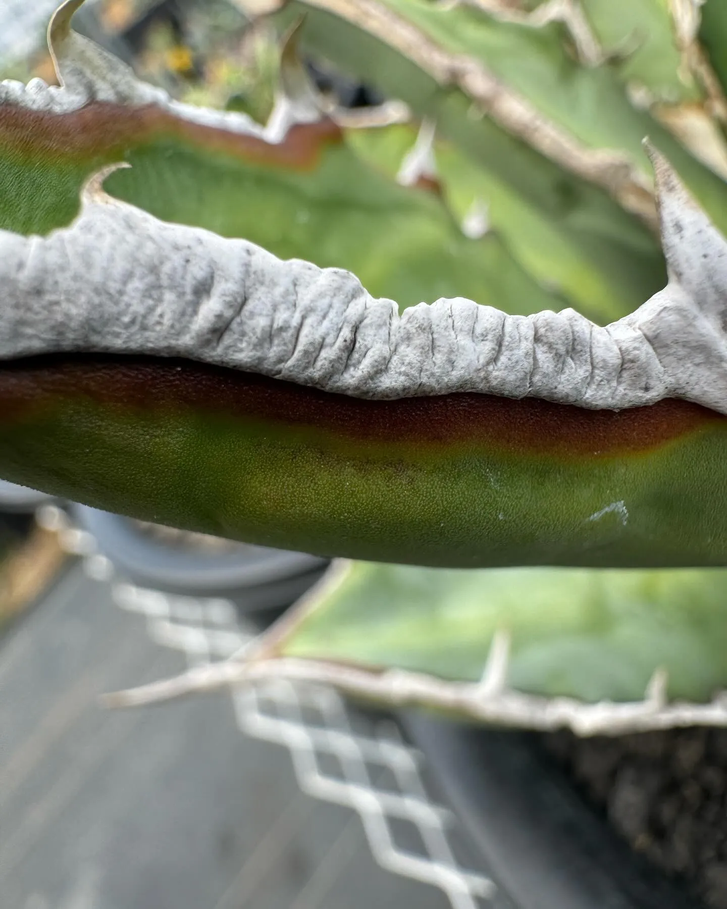 アップで取ると普段中々見ない棘の細部まで観察できて面白いです...