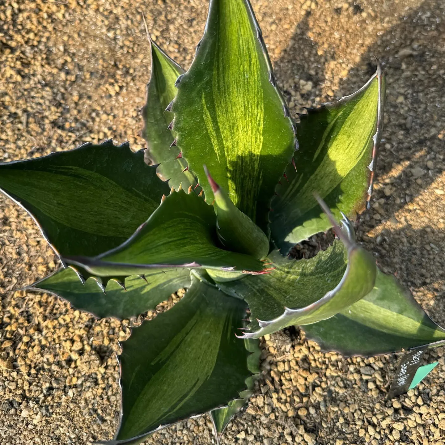 最近は個人的に斑入り熱が来ており、今年はレアな斑入りをできる...