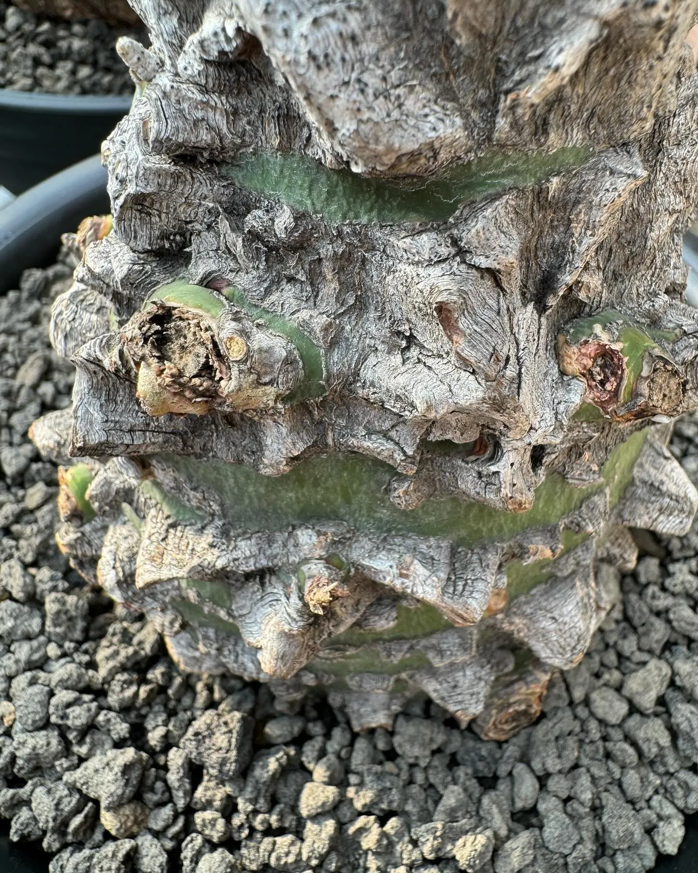 フォークエイリア　ファシクラータ