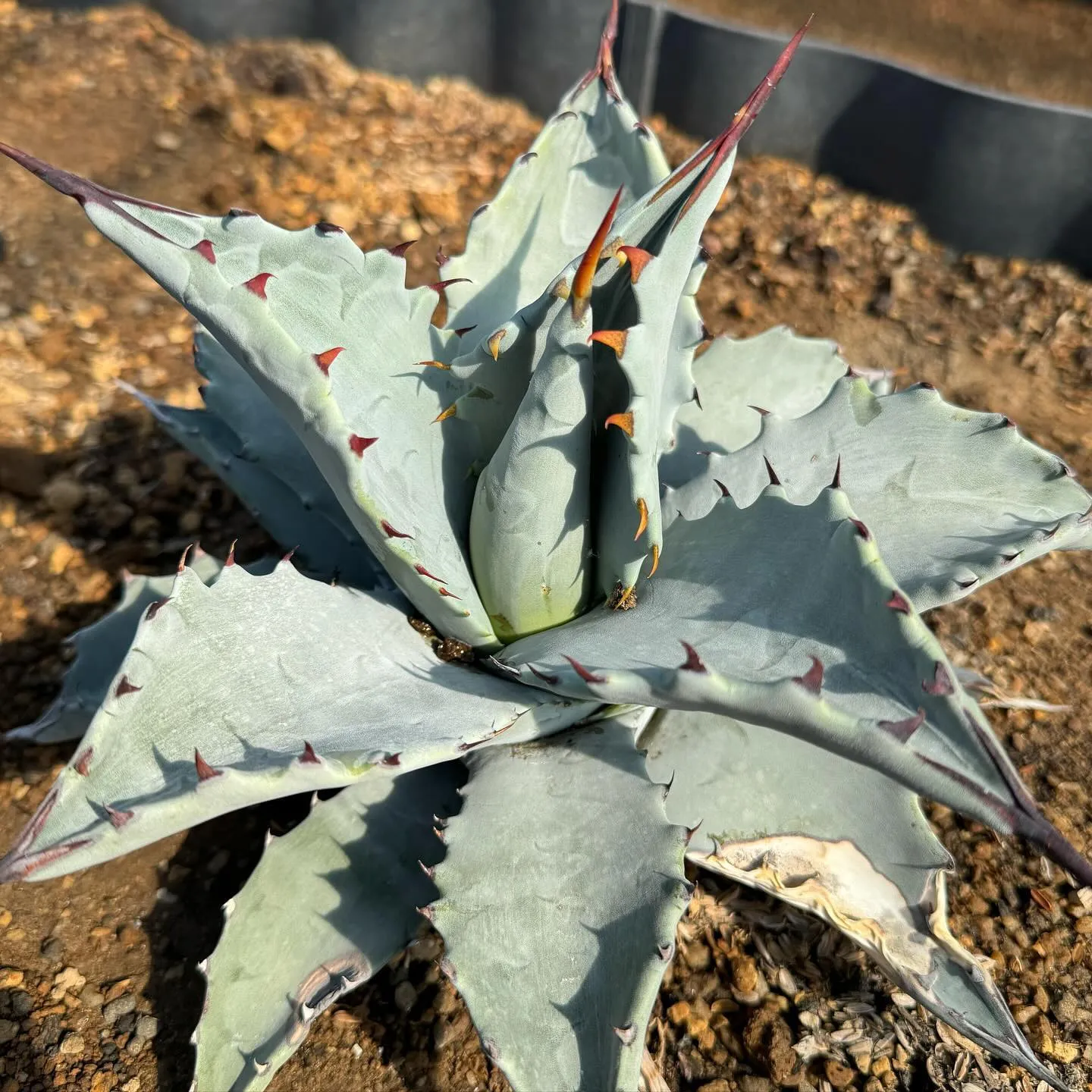 ソブリア　フレイレンシス