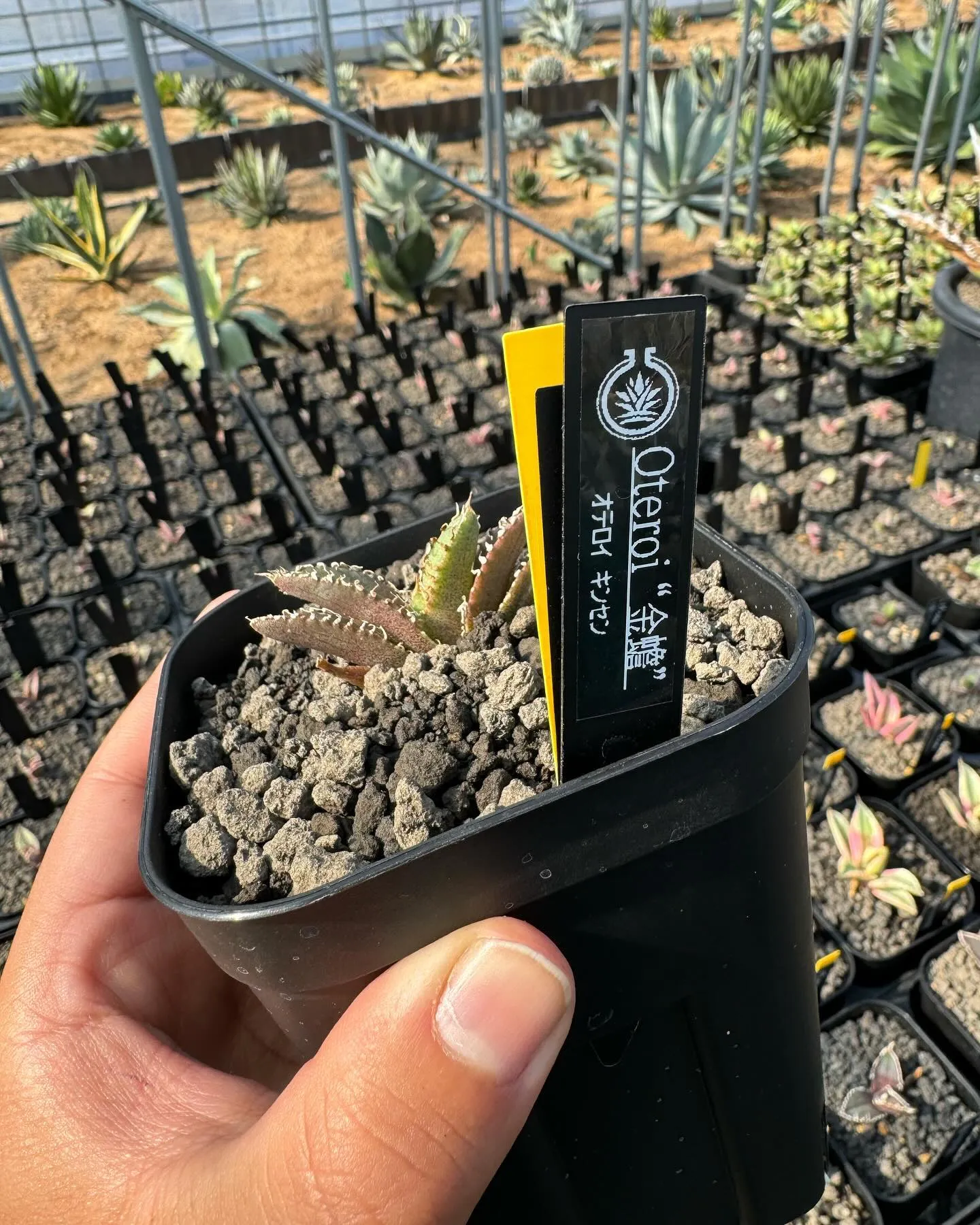 金蟾もしくは金蟾王と呼ばれている株が入荷しております。