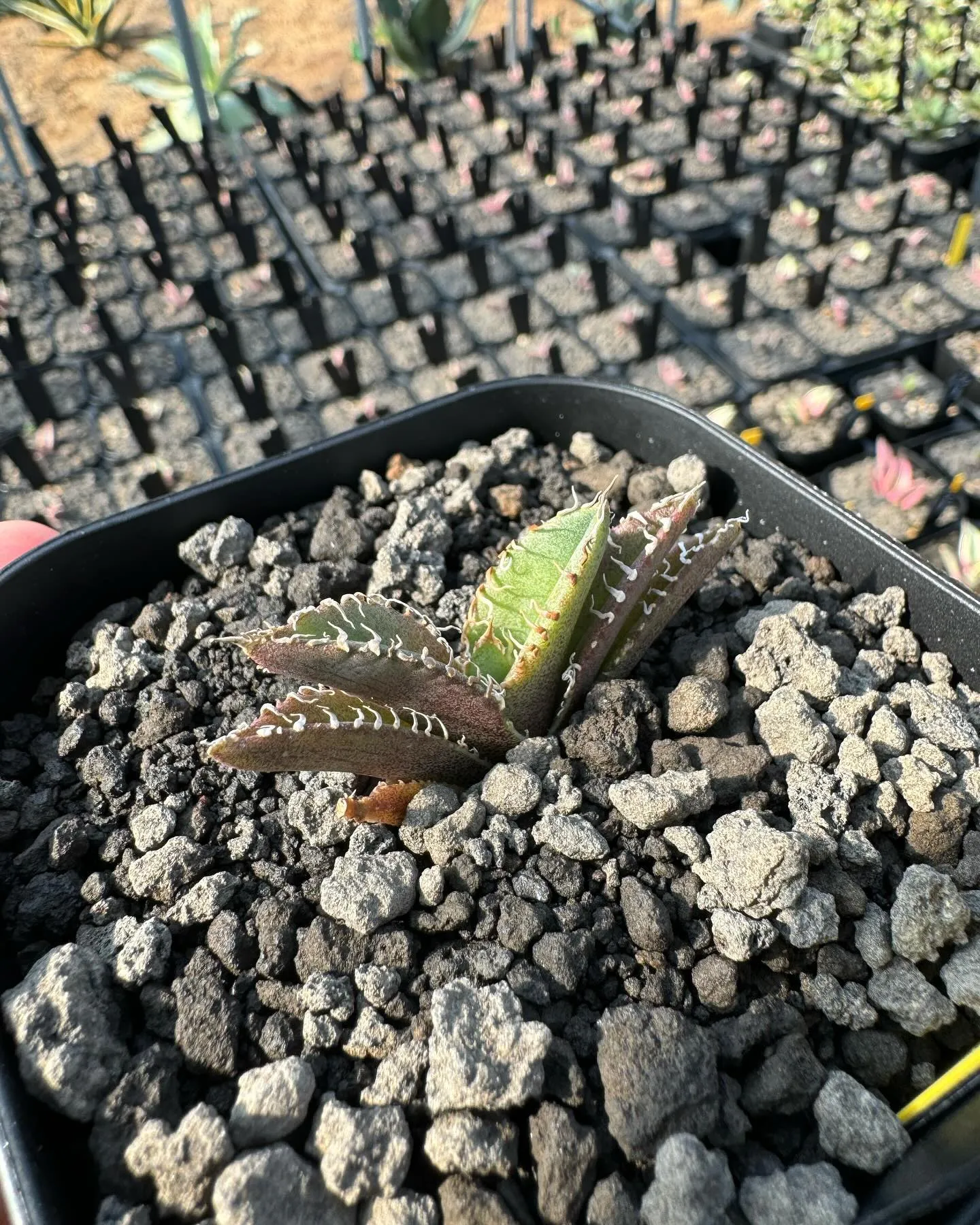 金蟾もしくは金蟾王と呼ばれている株が入荷しております。