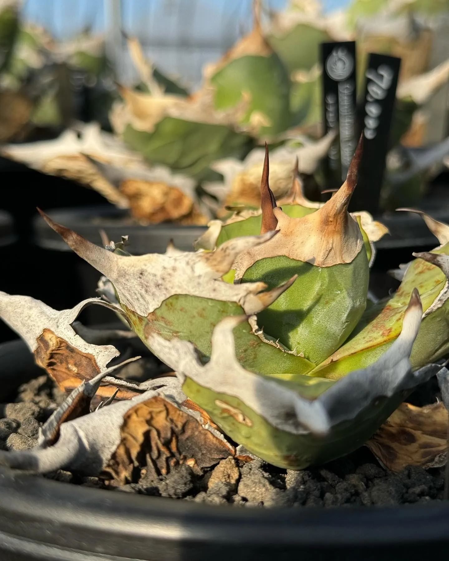 今日はハウス内は暖かくて作業しやすいですね。