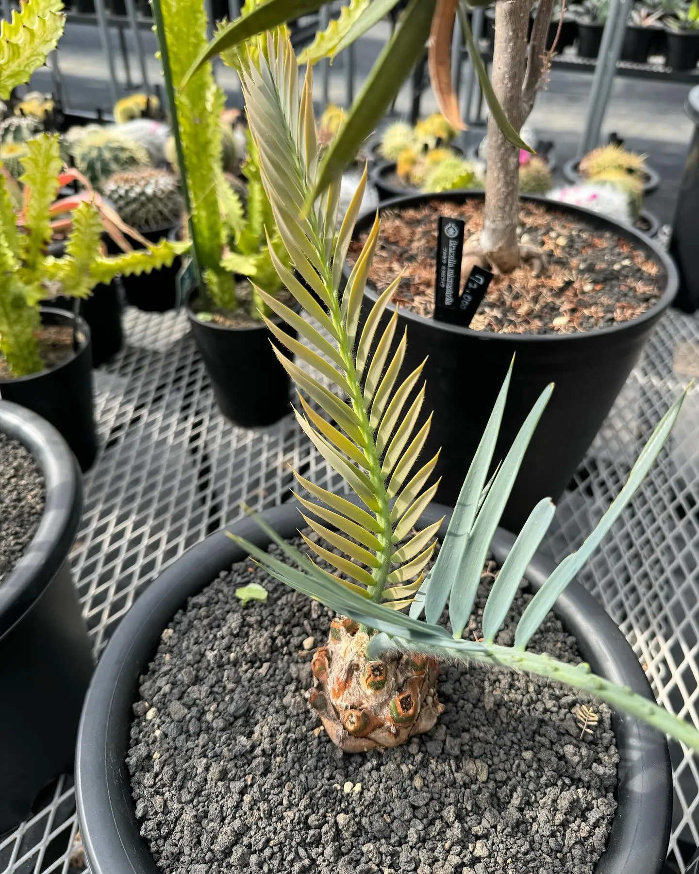 今日も暖かくハウスの中でゆっくり植物をご覧頂けるかと思います...