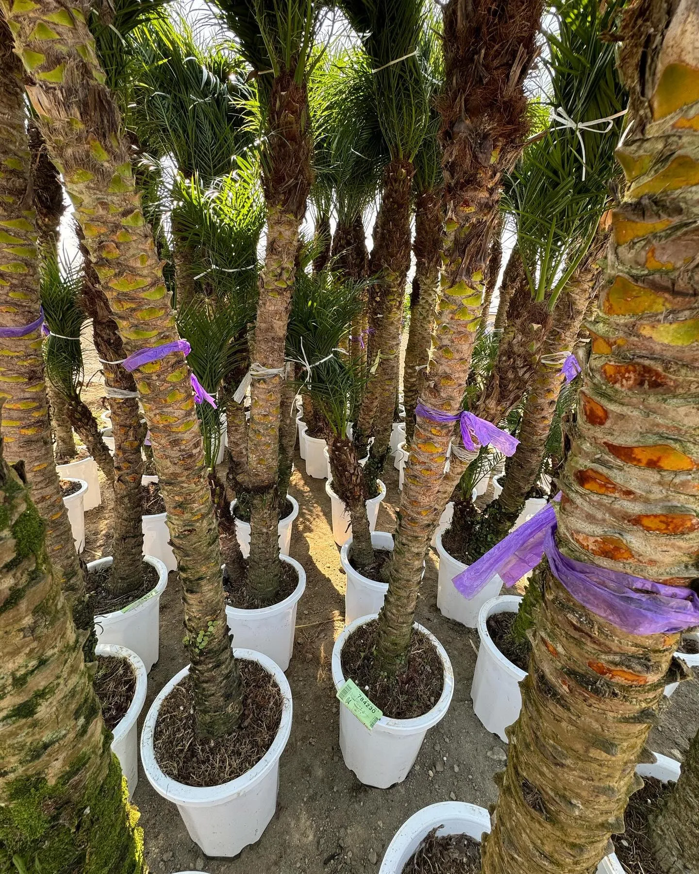 フェニックス　ロベレニーが大量入荷しております。