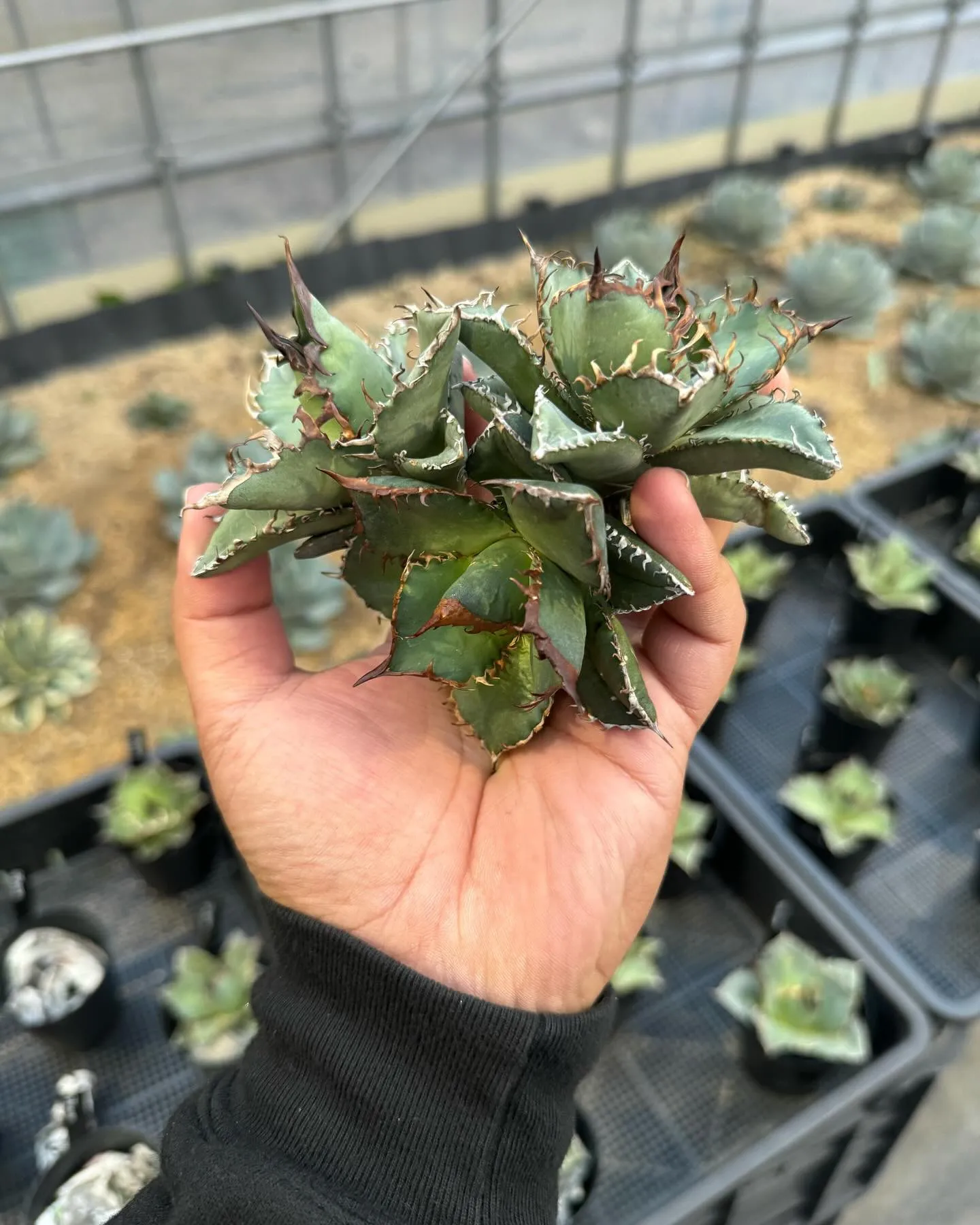 昨日はたくさんのご来店ありがとうございました。