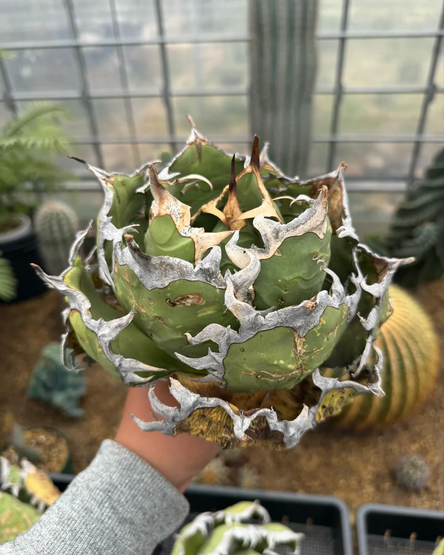 さて今週はオアハカ現地球のベアルート販売。