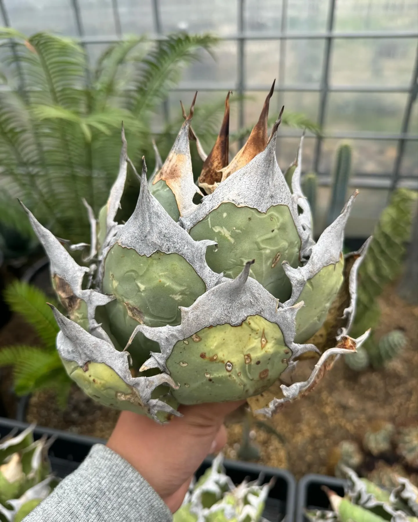 さて今週はオアハカ現地球のベアルート販売。