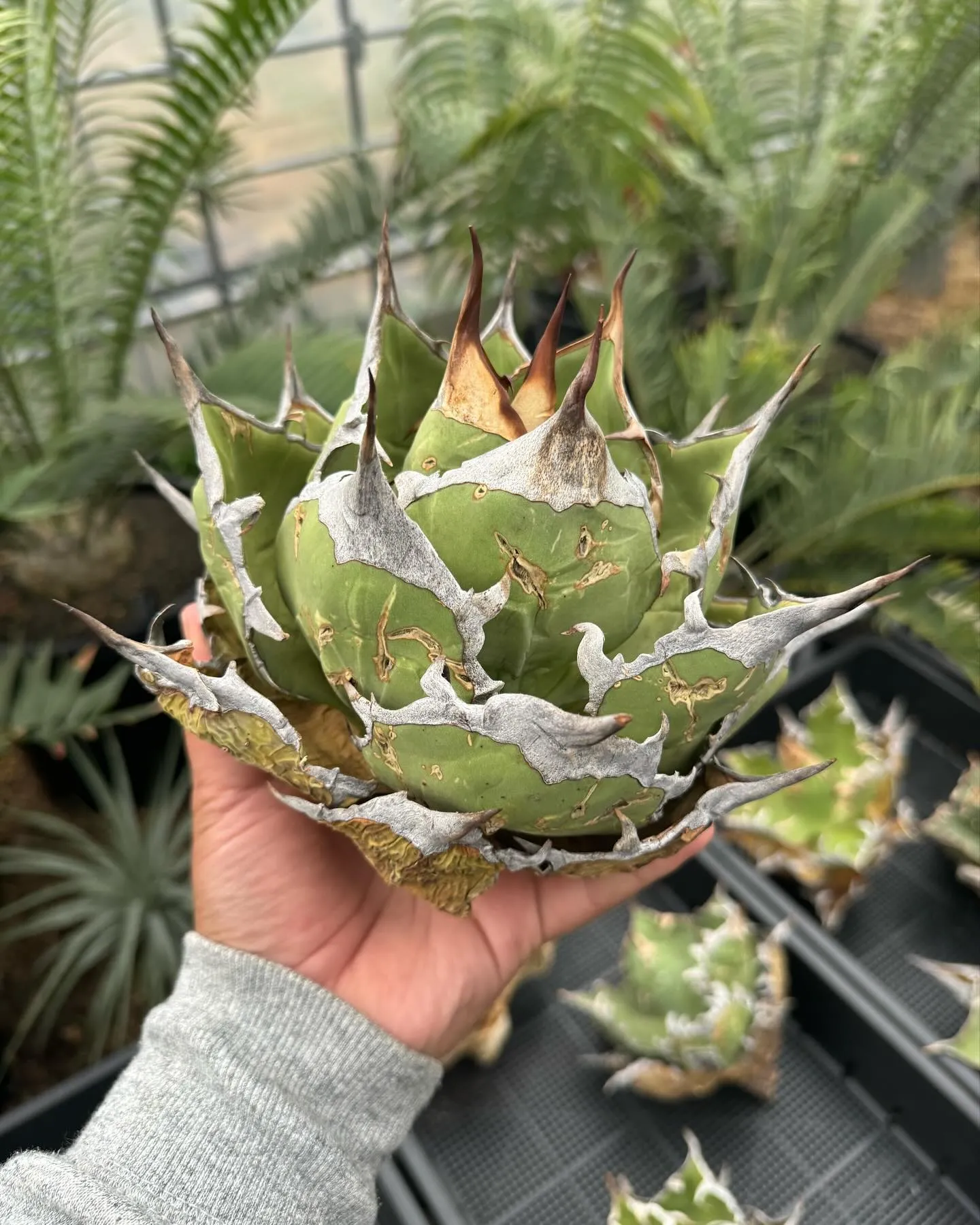 さて今週はオアハカ現地球のベアルート販売。