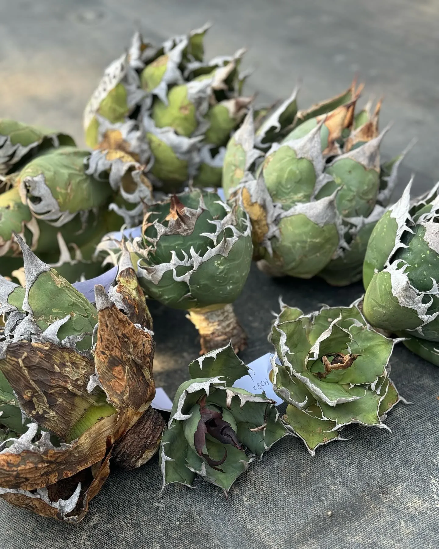 本日も9時より営業開始です。