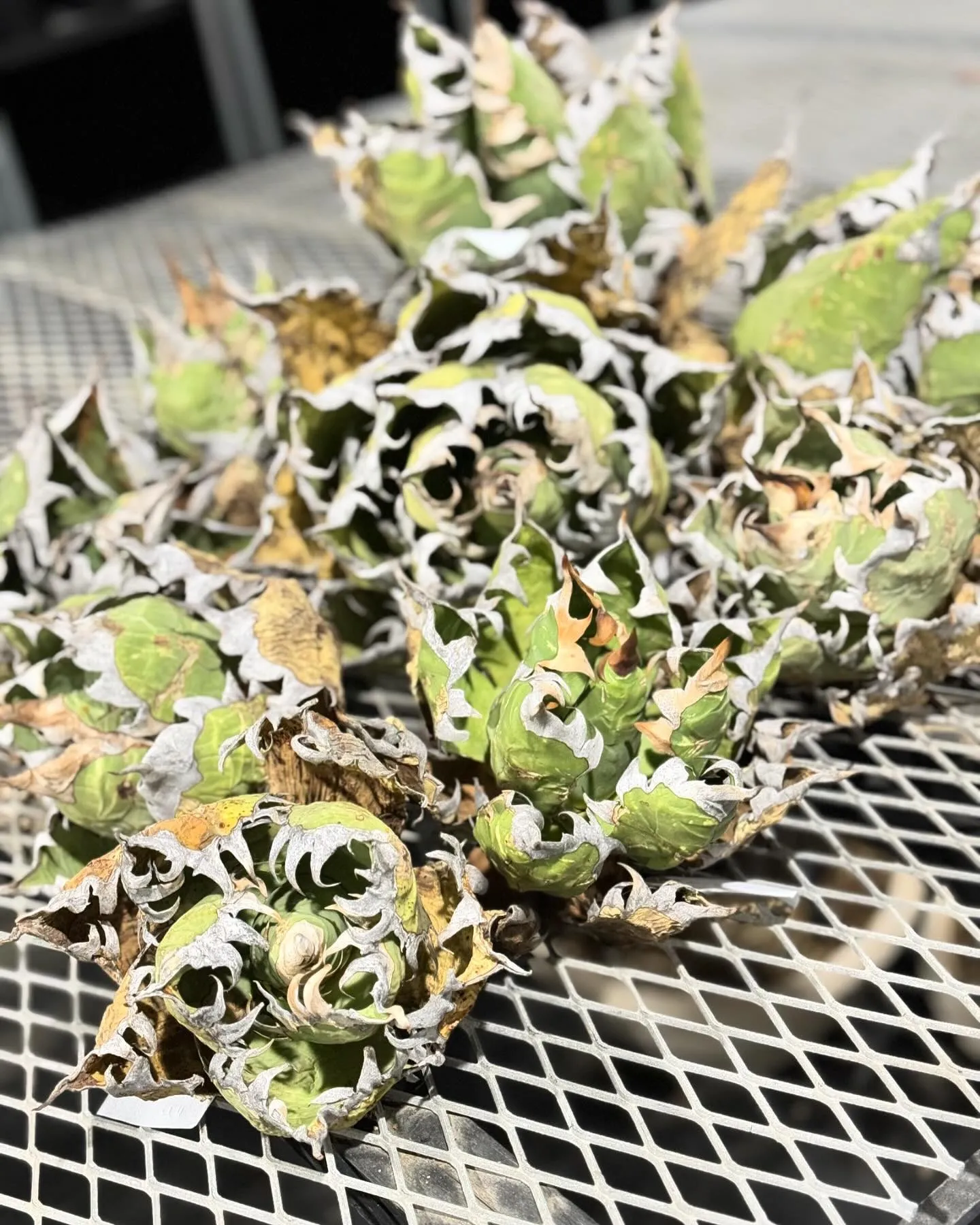 さて、早くも3月が近づいてきましたね。