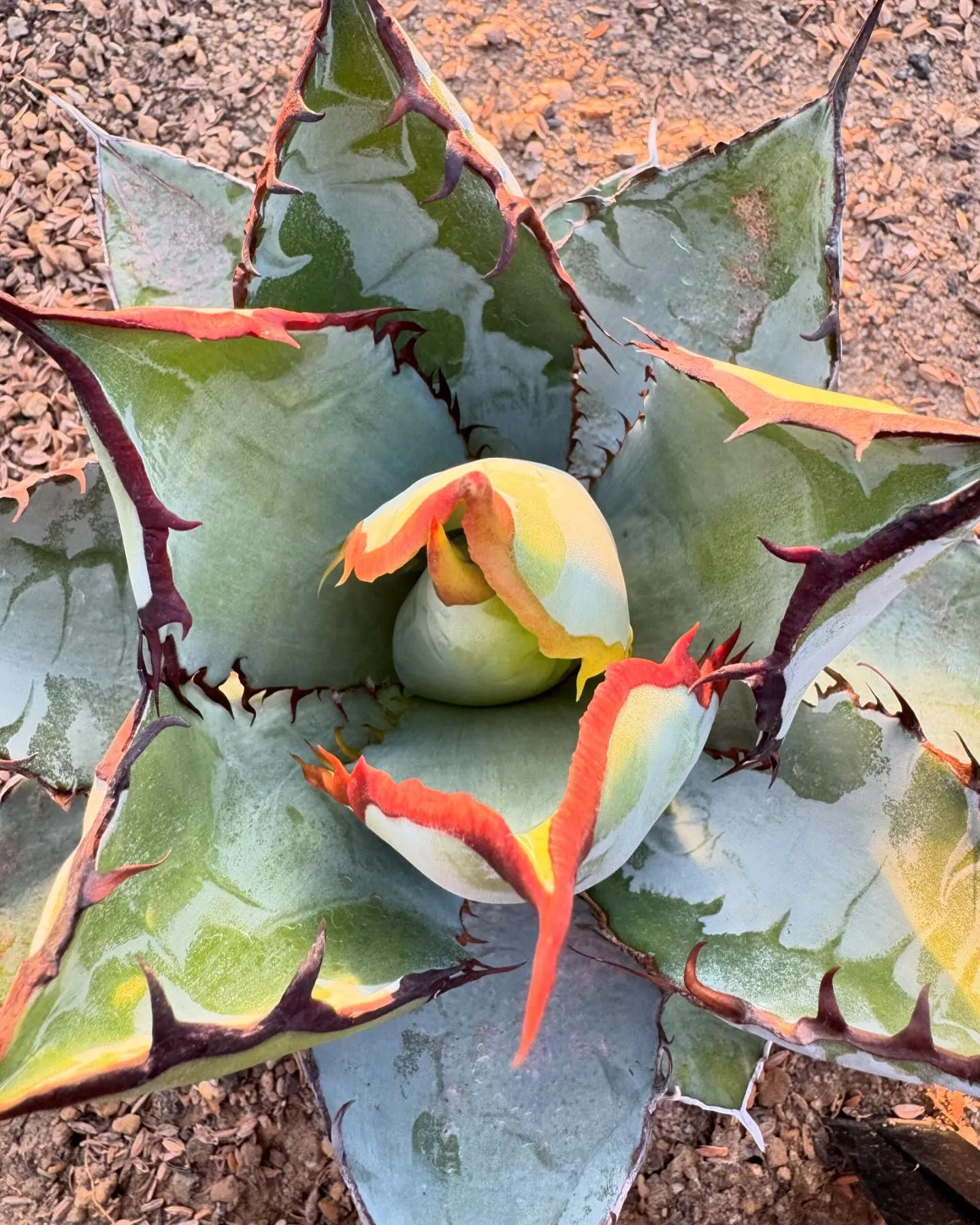 BBのメリクロン繁殖時の突然変異種。