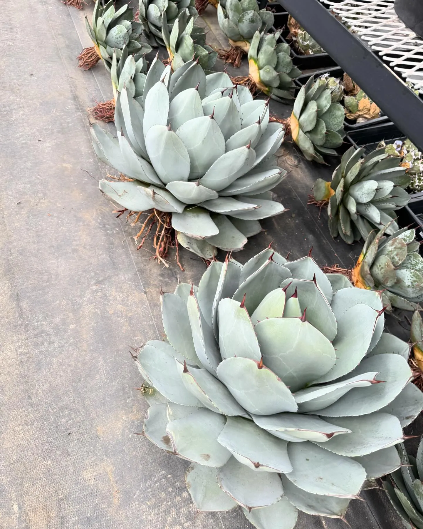 さてさて、今週はアメリカより色々と届いております。