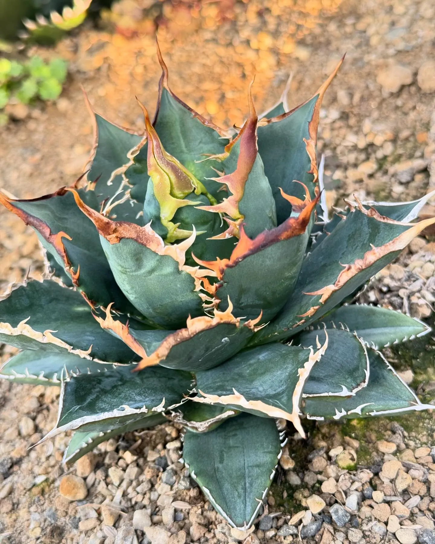 おはようございます。