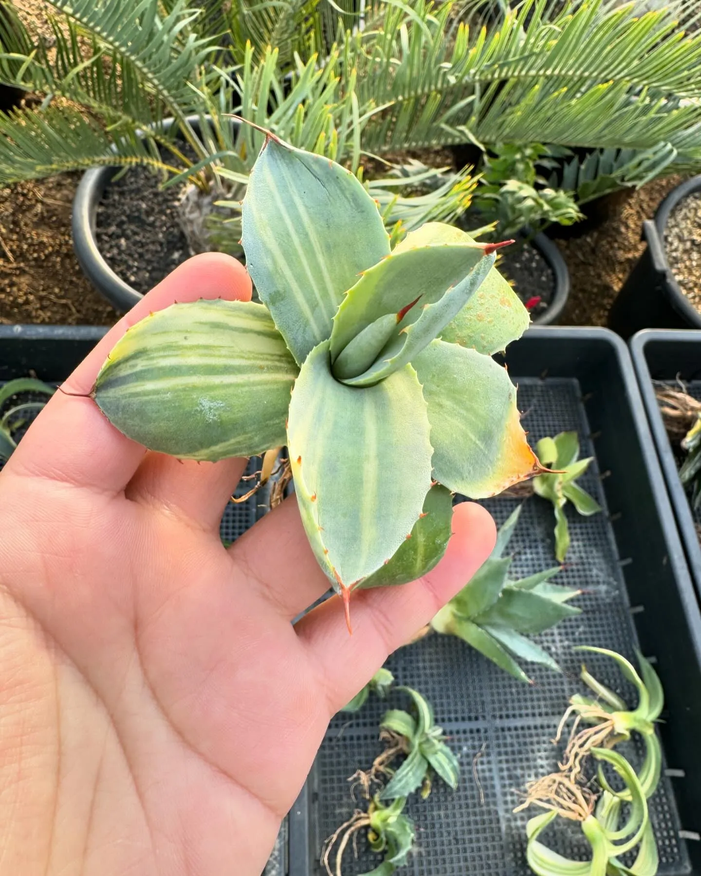 中々良いお値段しますが、斑入りも色々と入荷です😆