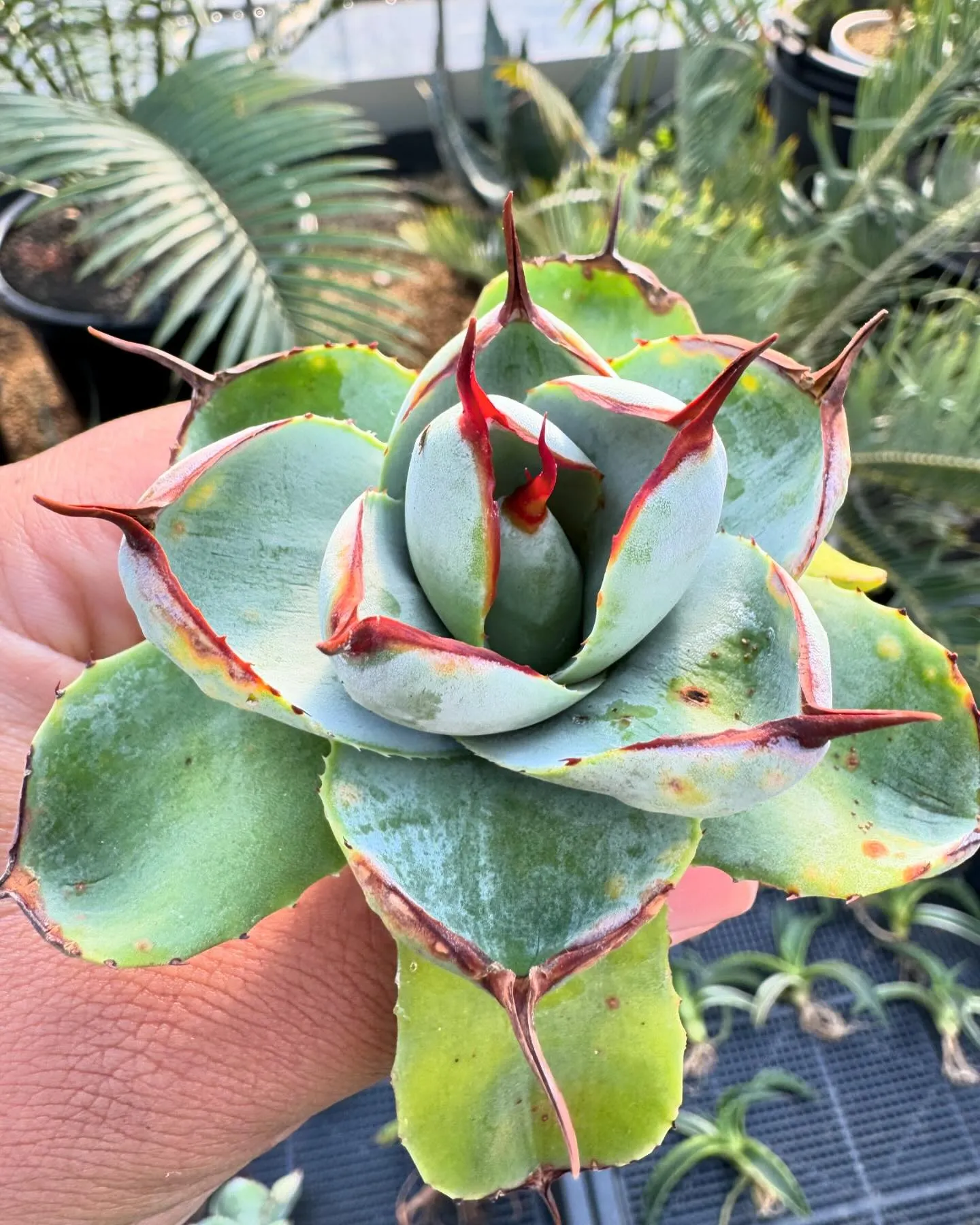 パリー好きにはたまらない