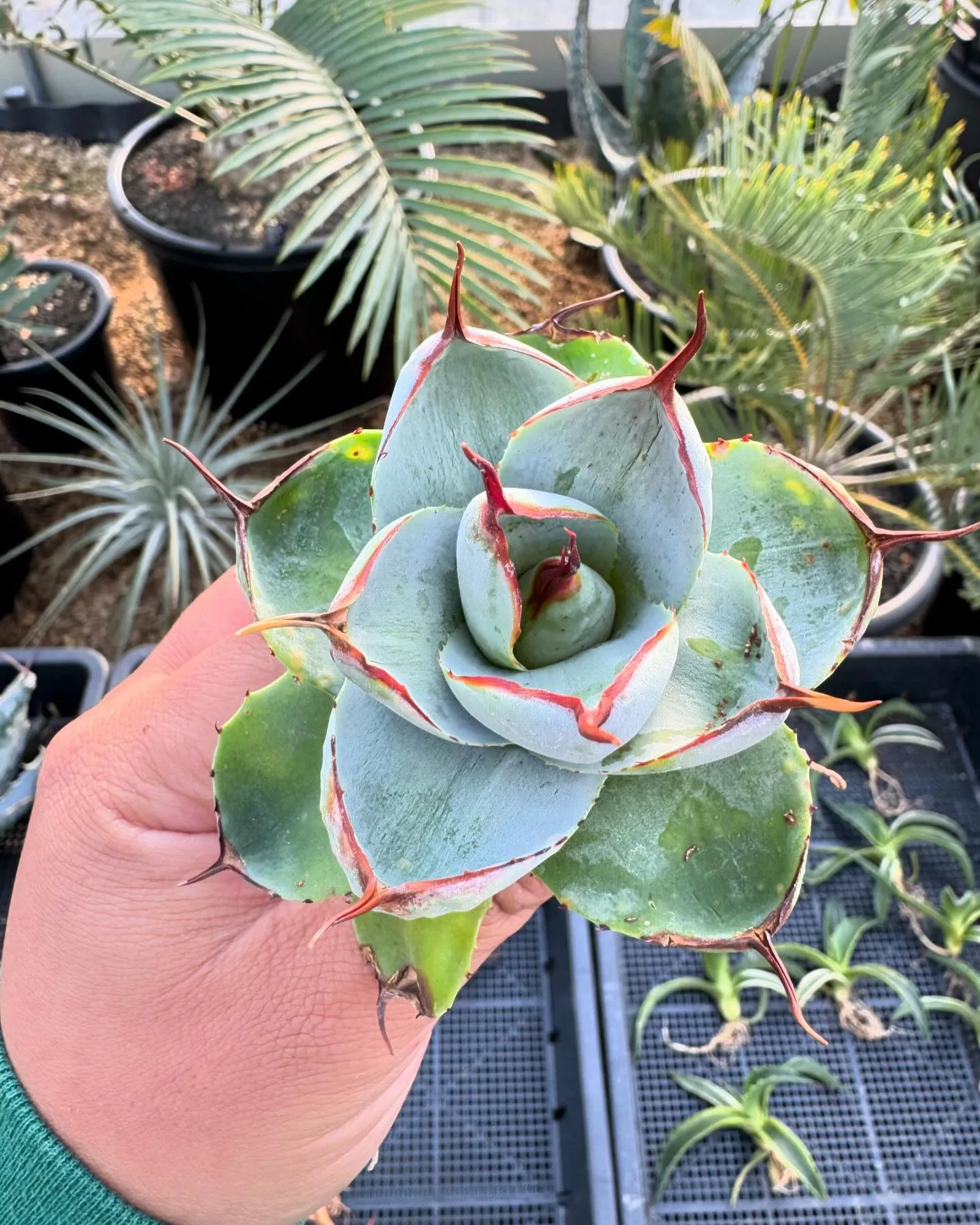 パリー好きにはたまらない