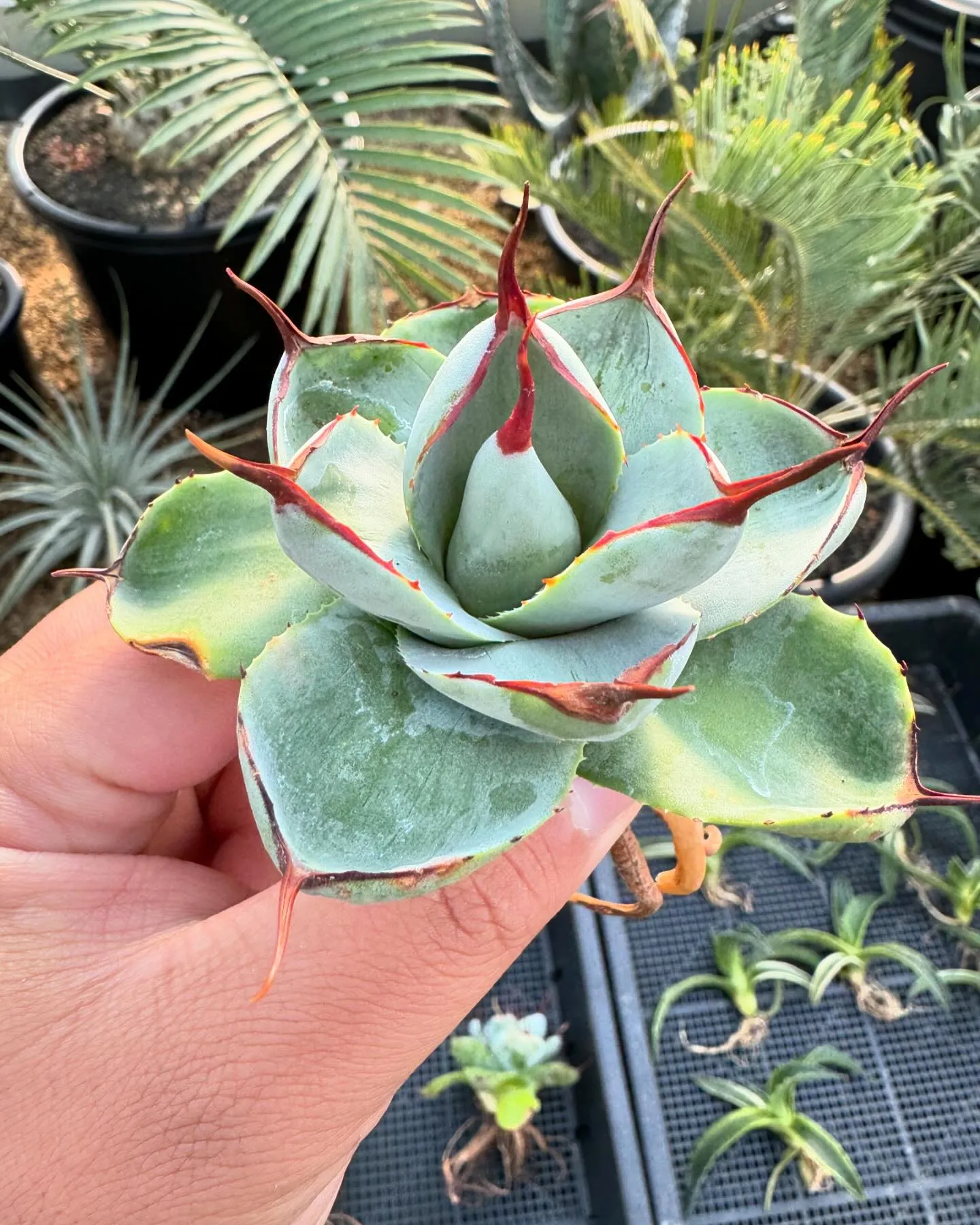 パリー好きにはたまらない