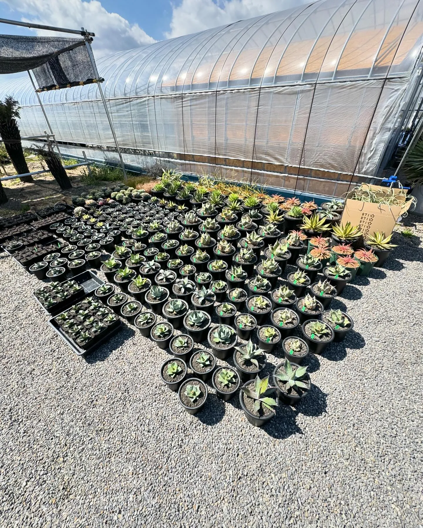 さて今週は久々に色と鉢物が大量に入荷しております。