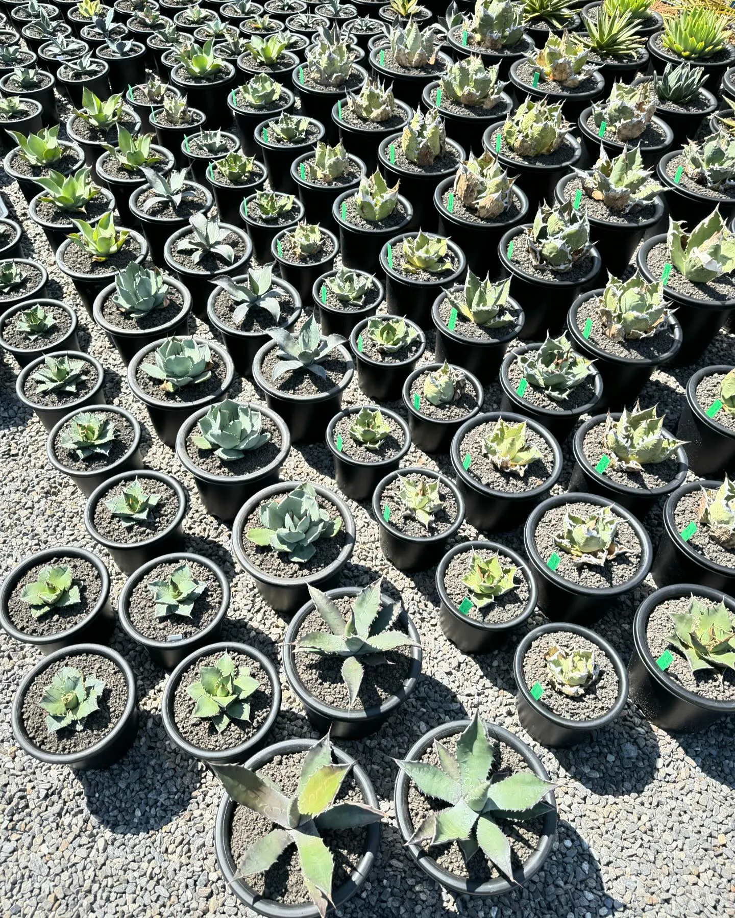 さて今週は久々に色と鉢物が大量に入荷しております。