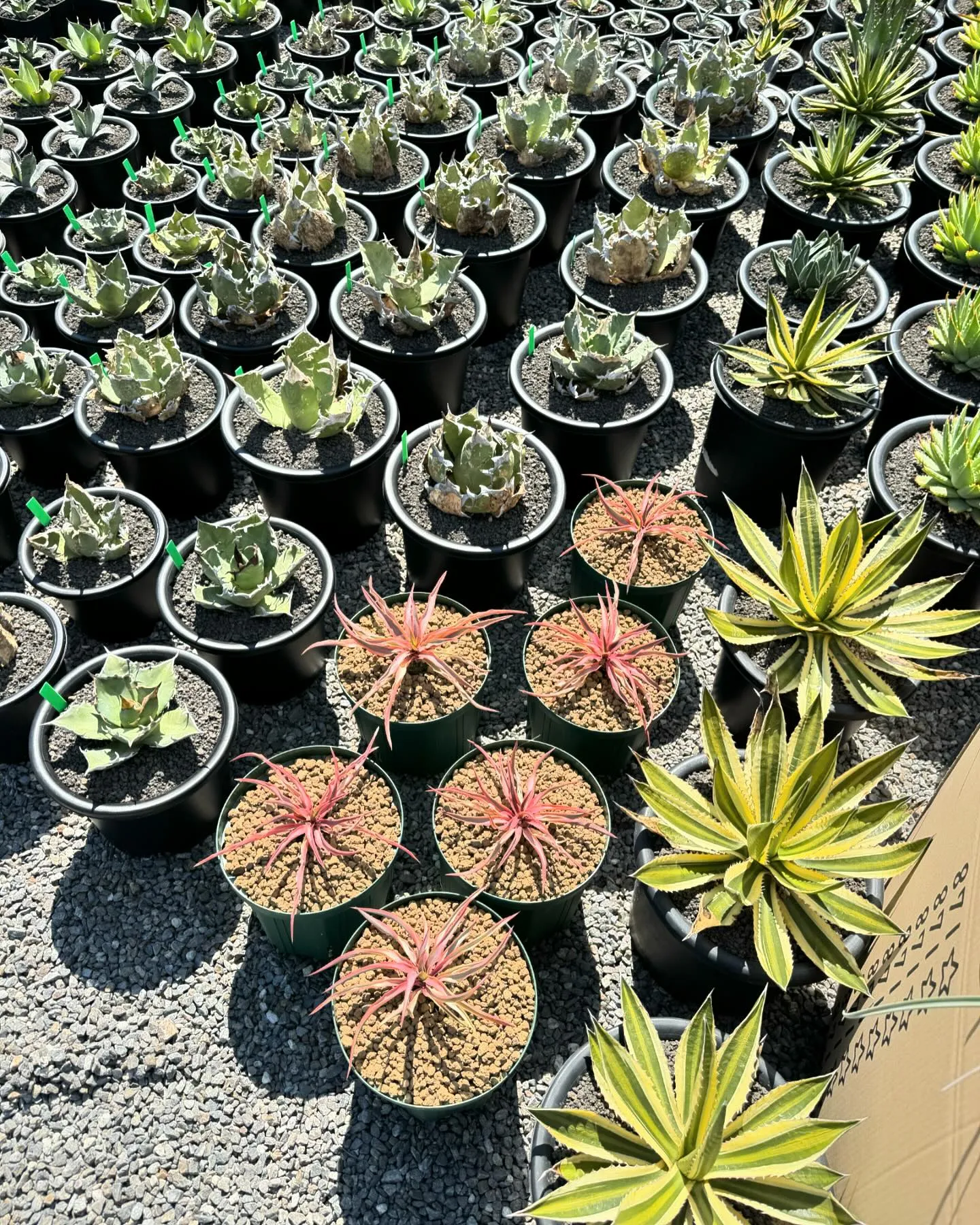 さて今週は久々に色と鉢物が大量に入荷しております。