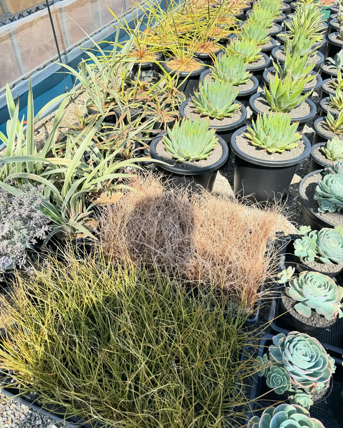 さて今週は久々に色と鉢物が大量に入荷しております。