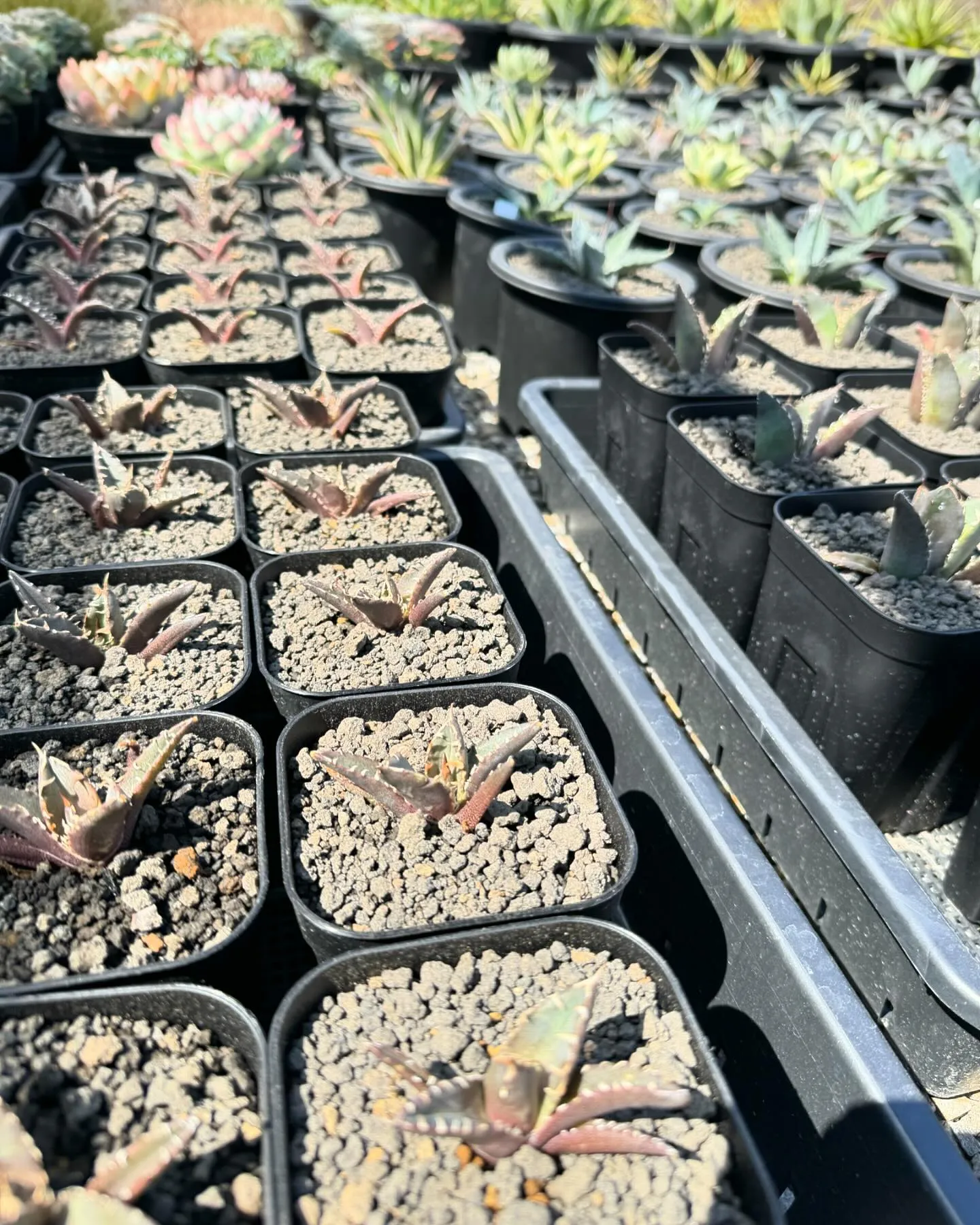 さて今週は久々に色と鉢物が大量に入荷しております。