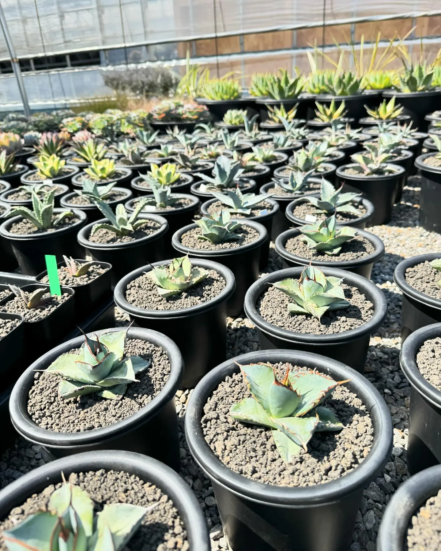 さて今週は久々に色と鉢物が大量に入荷しております。