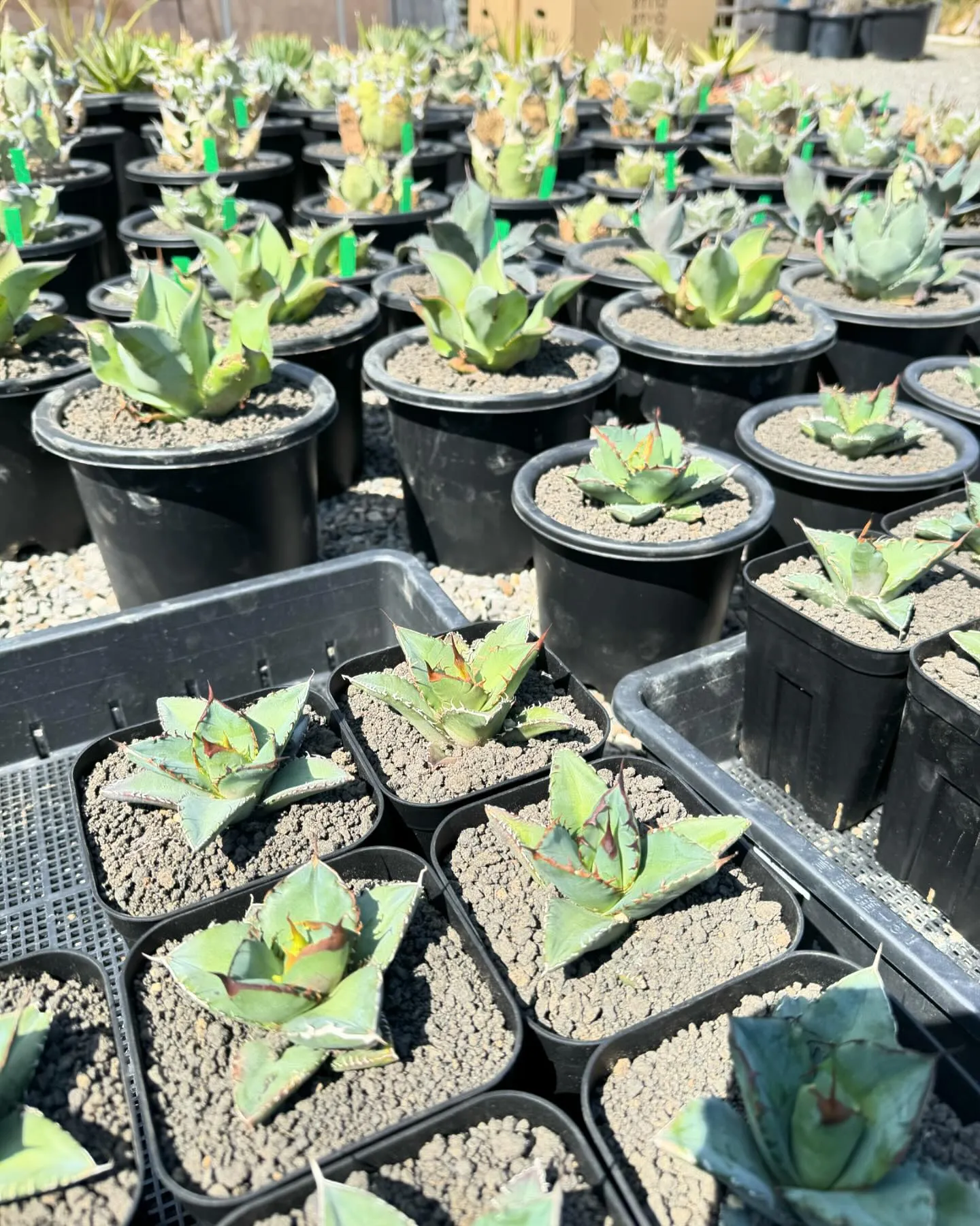 さて今週は久々に色と鉢物が大量に入荷しております。