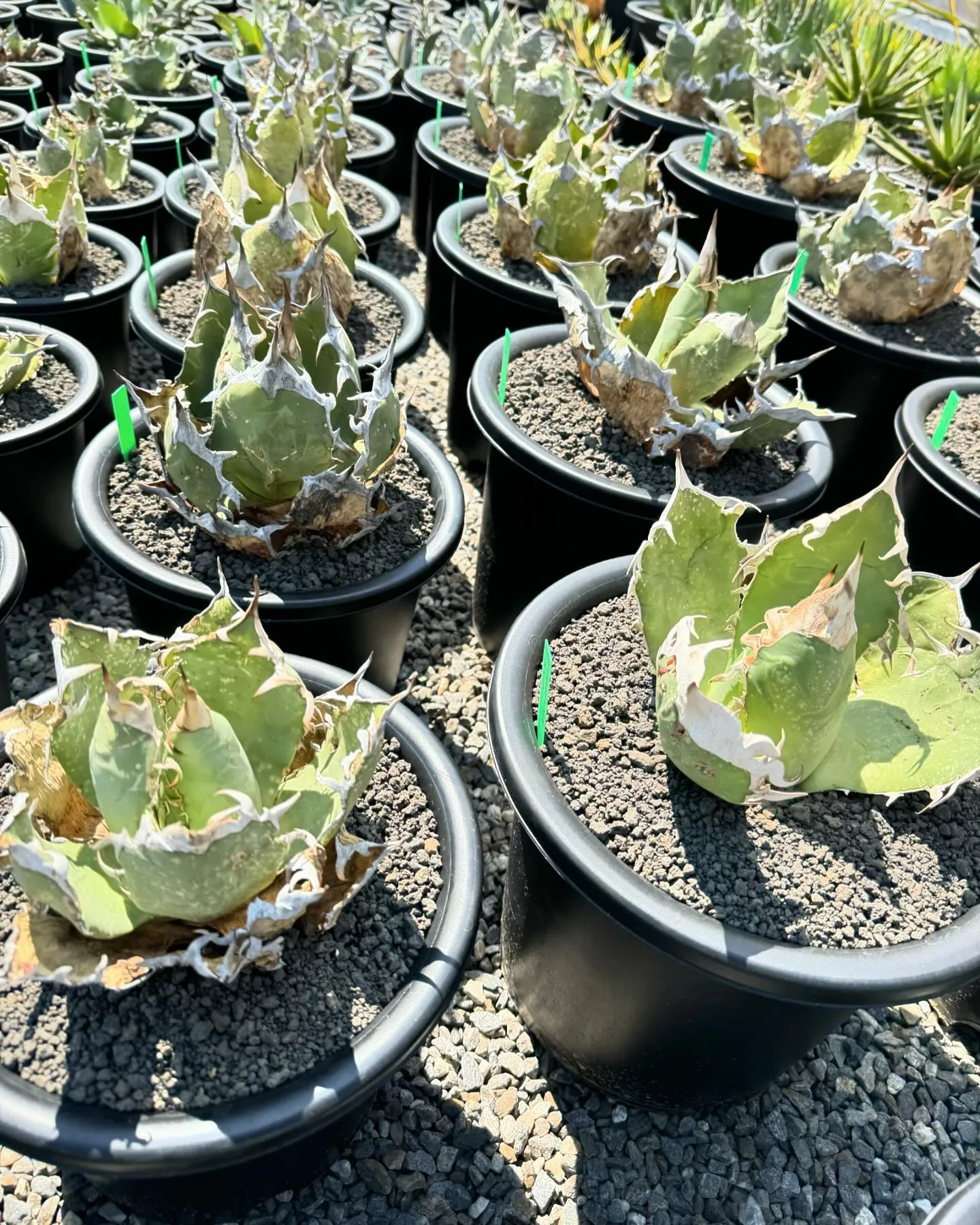 さて今週は久々に色と鉢物が大量に入荷しております。