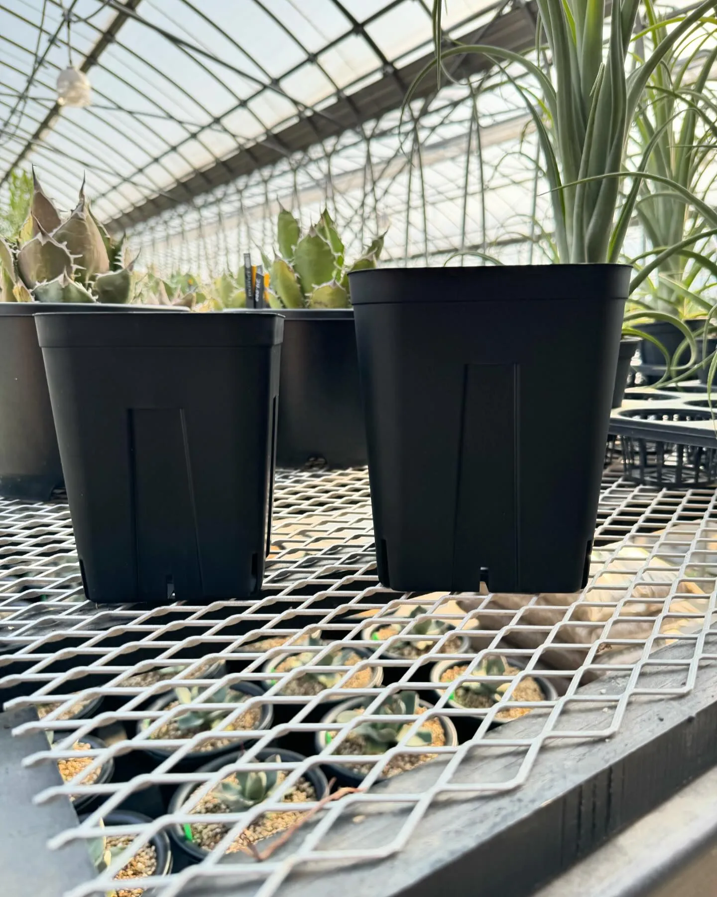 今週よりプレステラ150、180の深鉢タイプの取り扱いも致し...