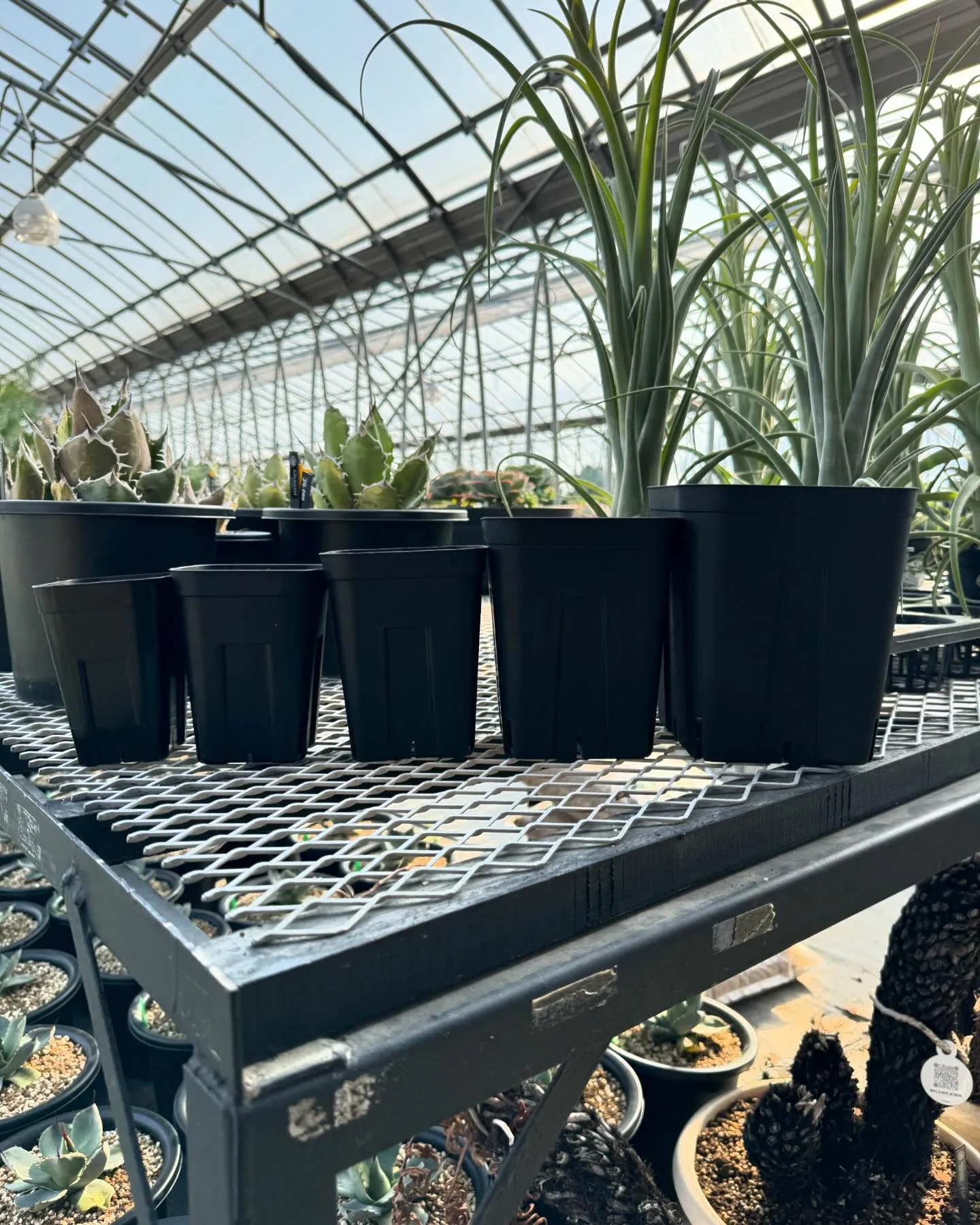 今週よりプレステラ150、180の深鉢タイプの取り扱いも致し...