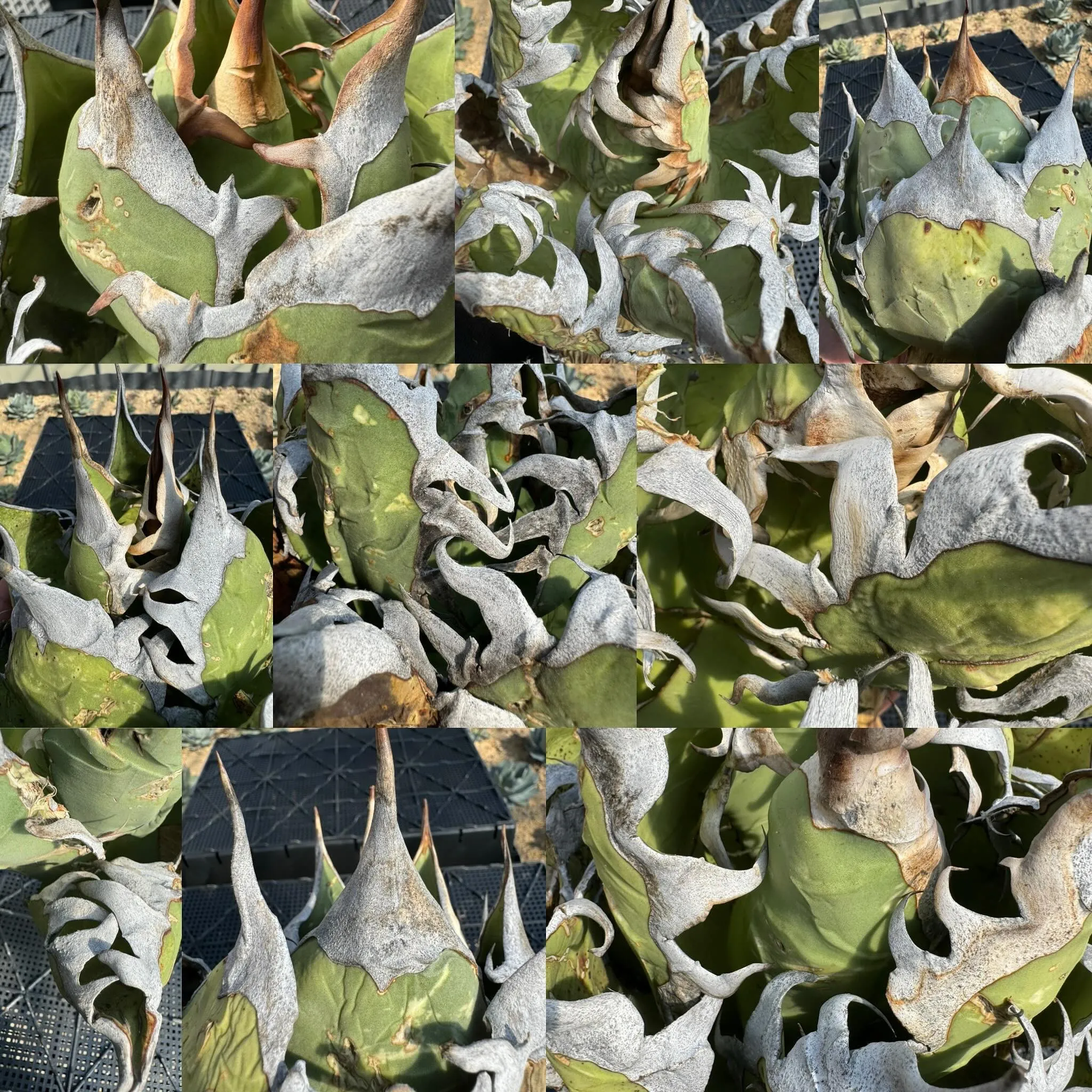 今週も忙しくさせて頂いております。