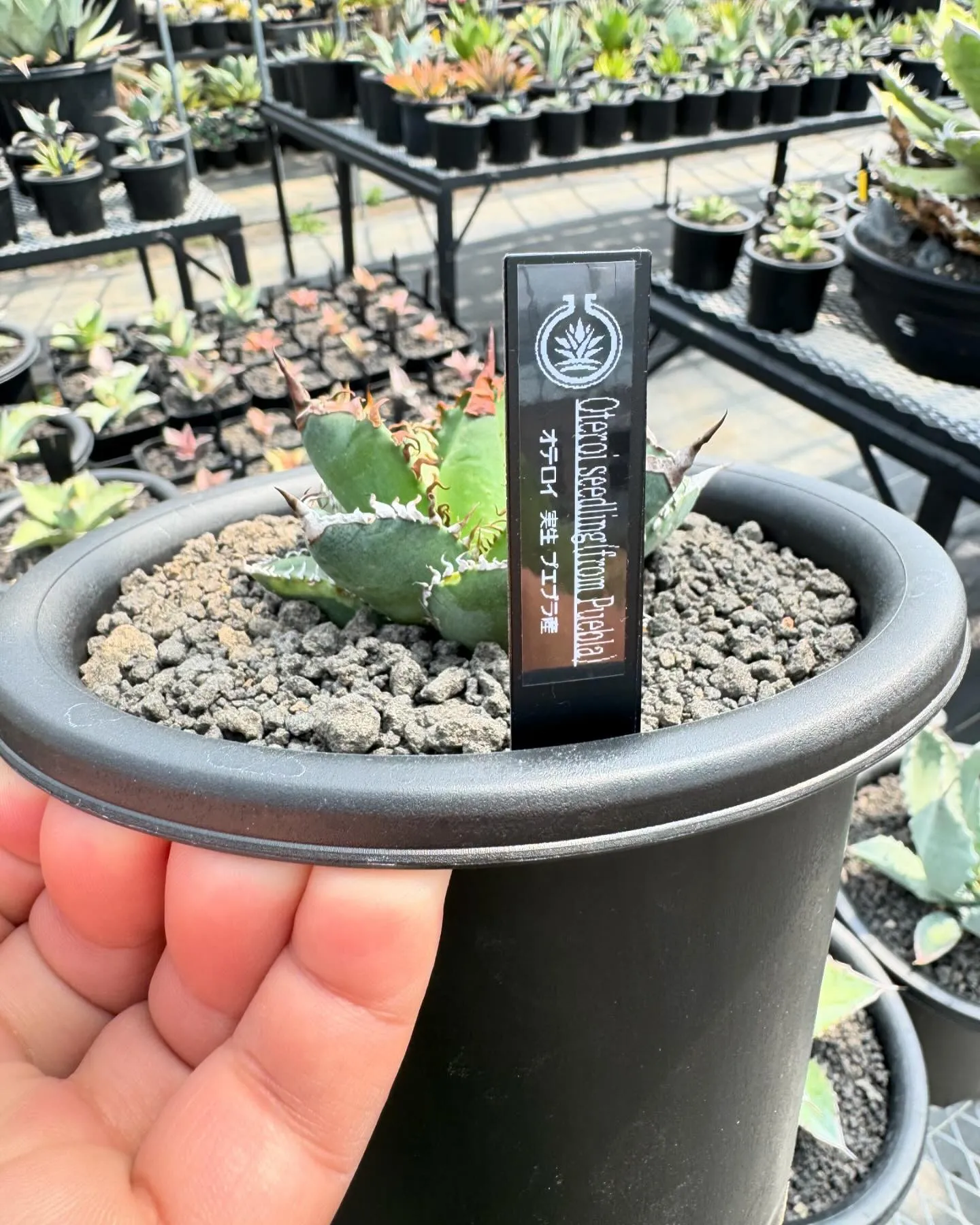 オアハカ産じゃなくてプエブラ産。