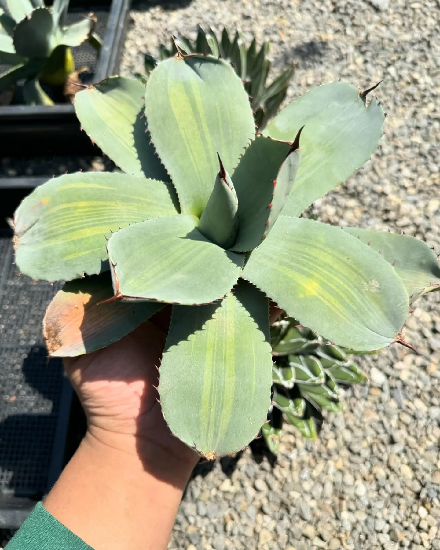 今日から4月ですね。