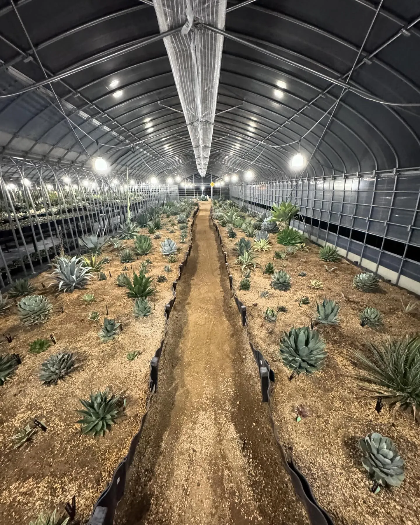 地植えコーナーもいくつか売れてしまい、隙間が気になったので、...