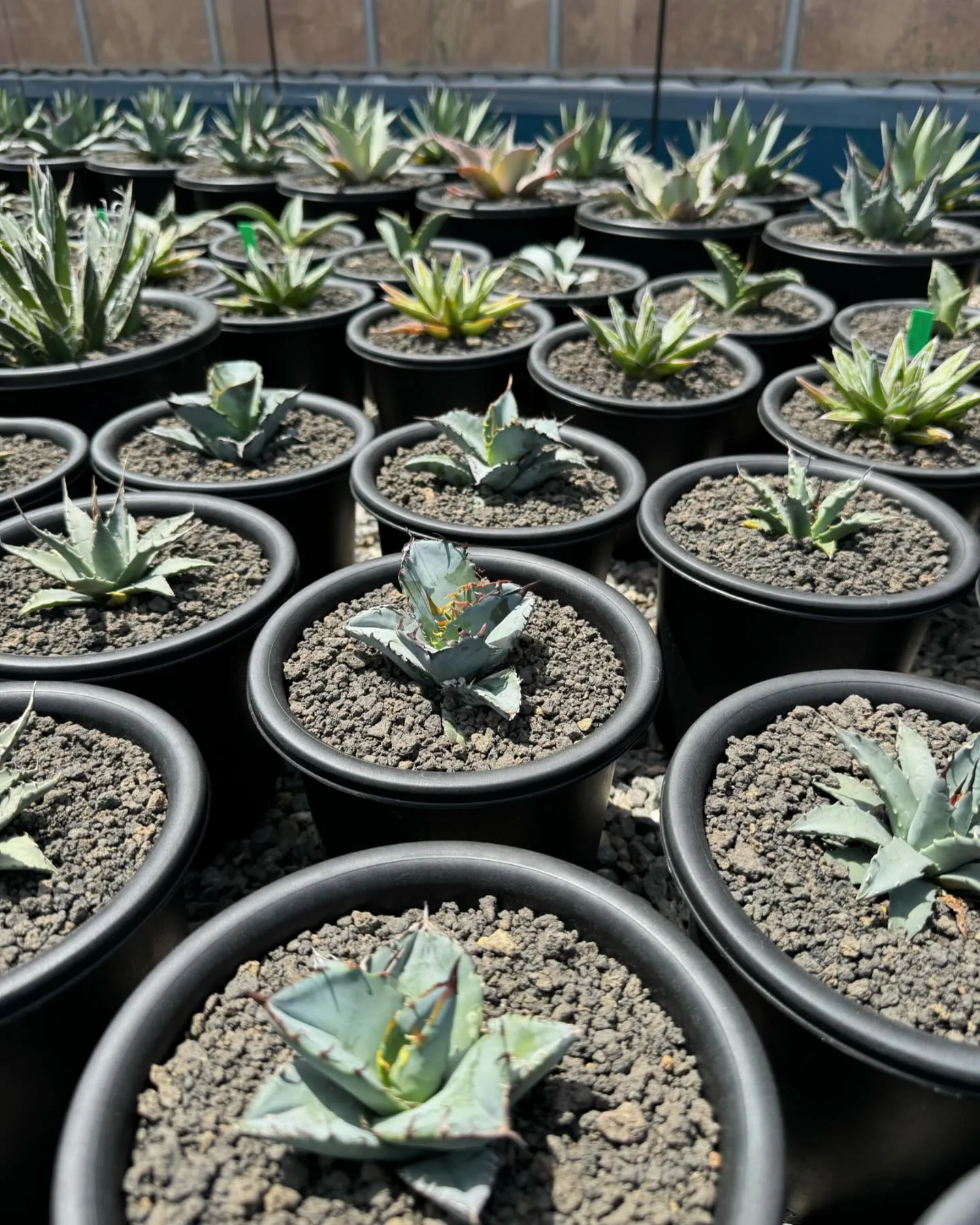 今週も色々と入荷しております。