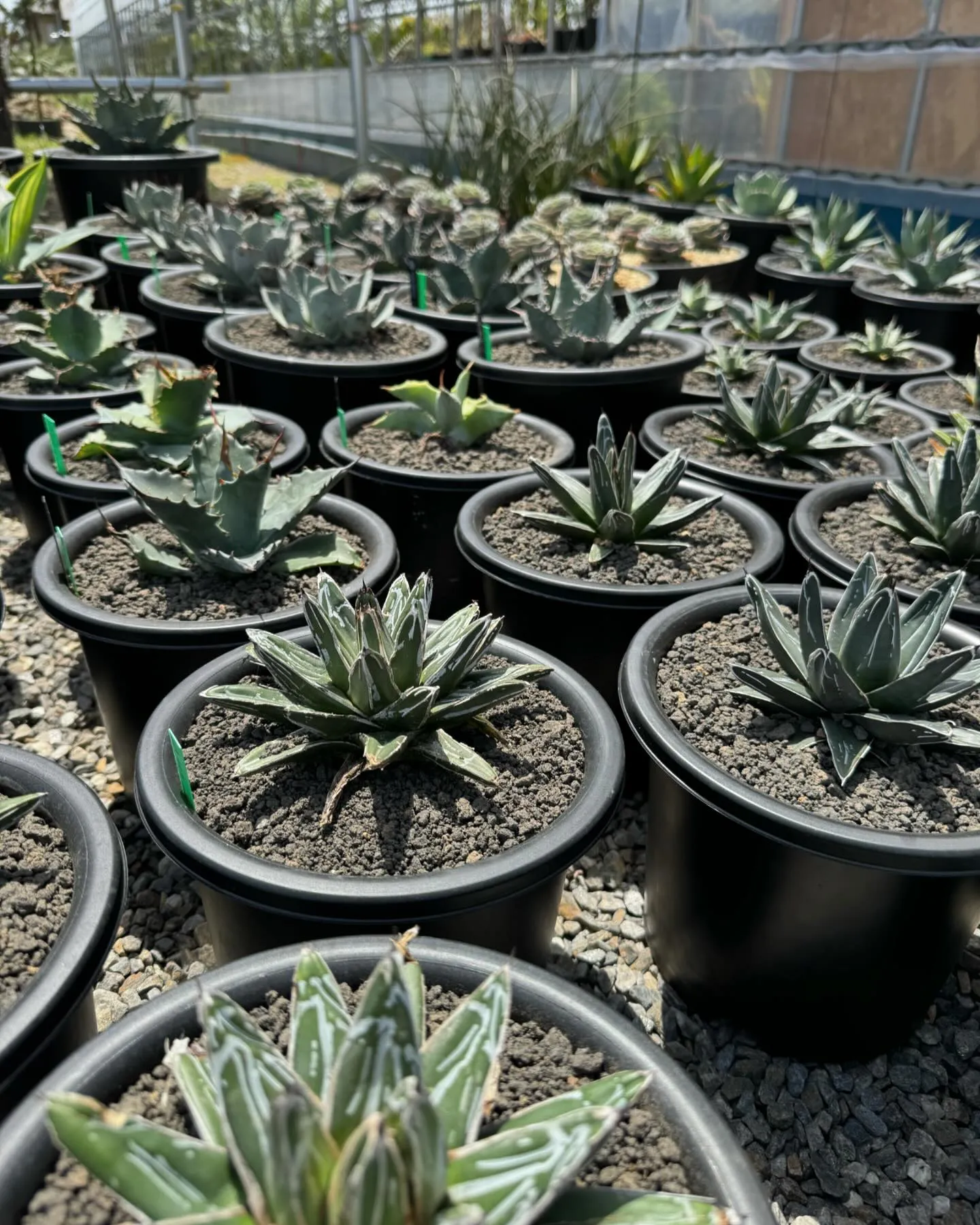 今週も色々と入荷しております。