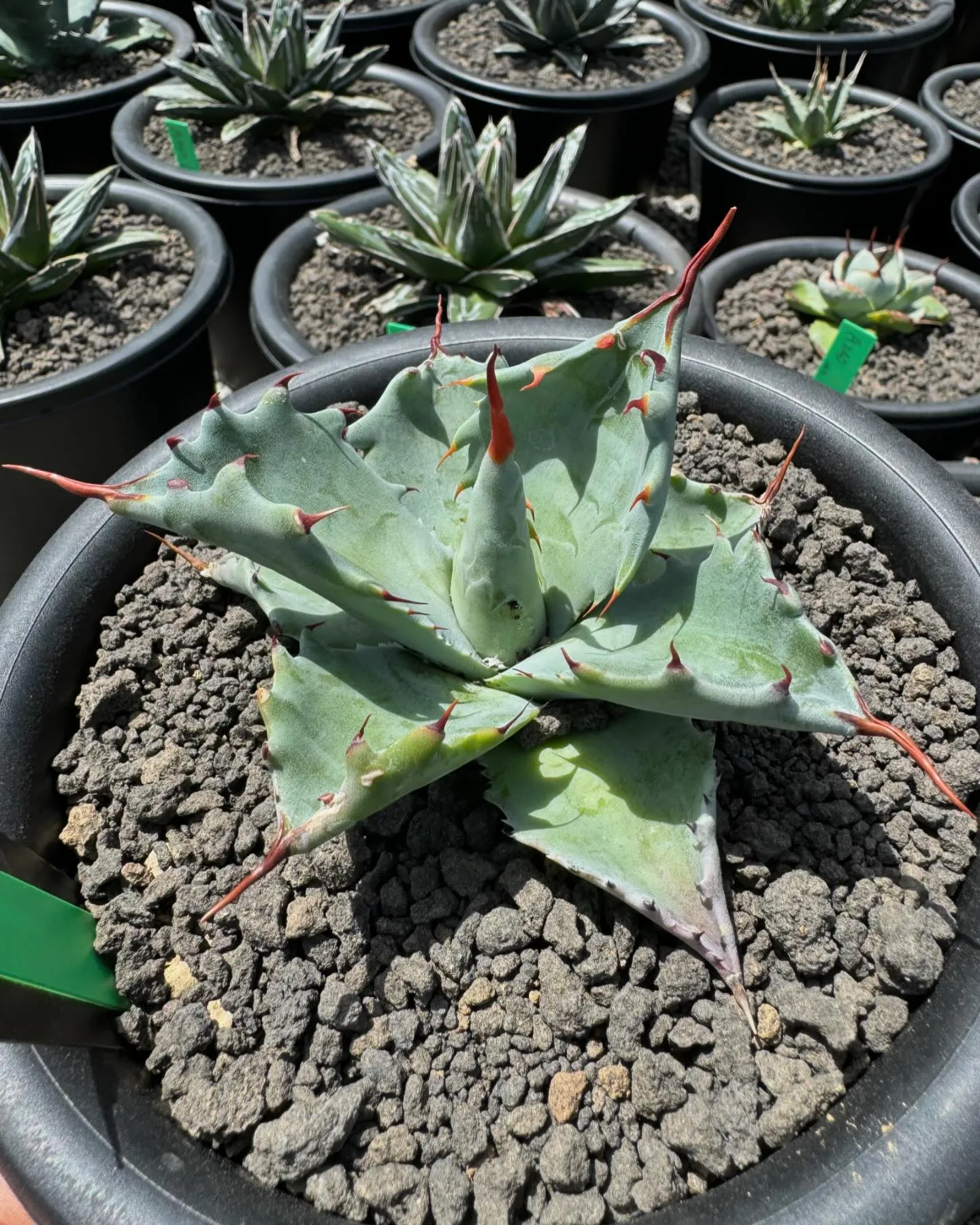 今週も色々と入荷しております。