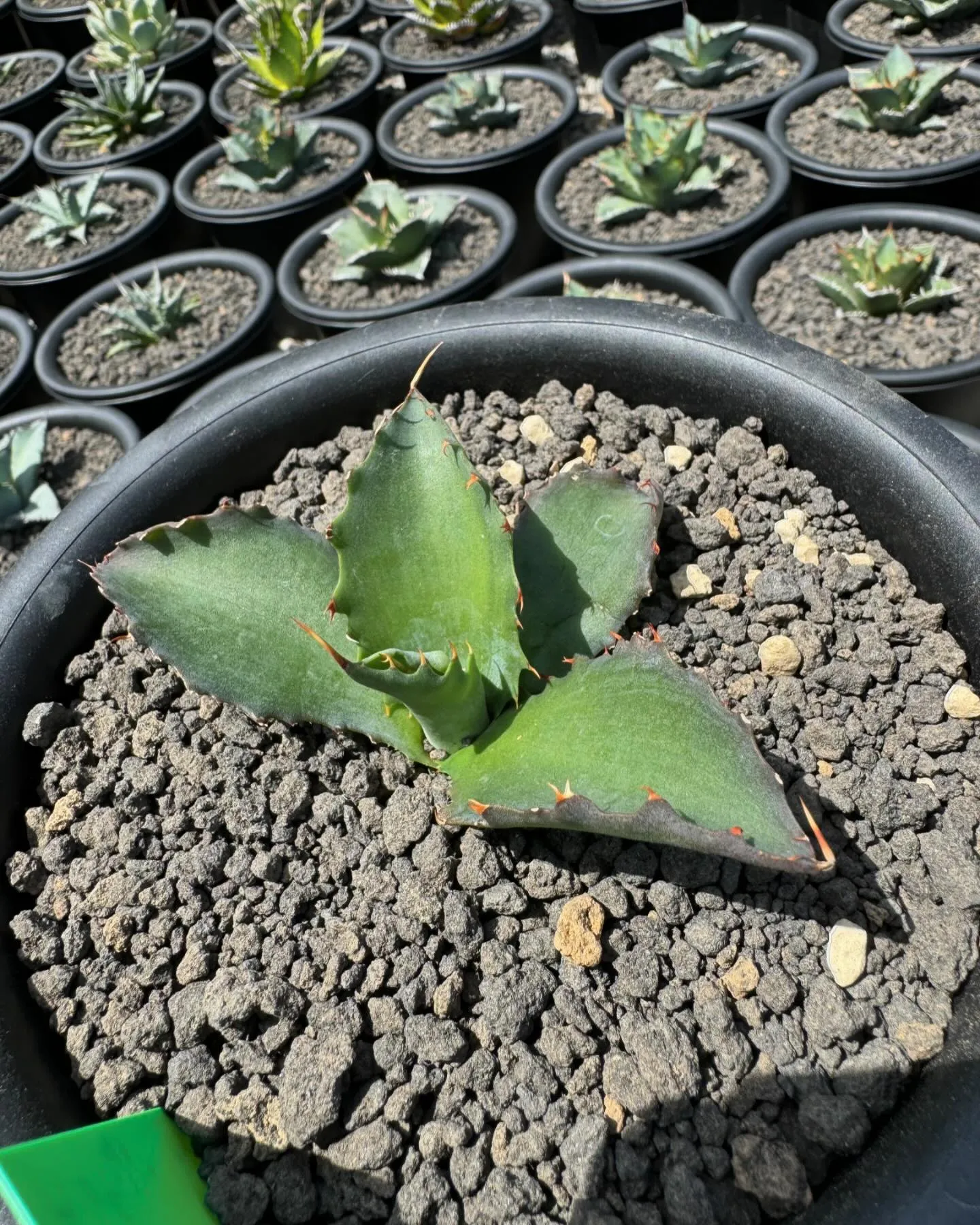 今週も色々と入荷しております。